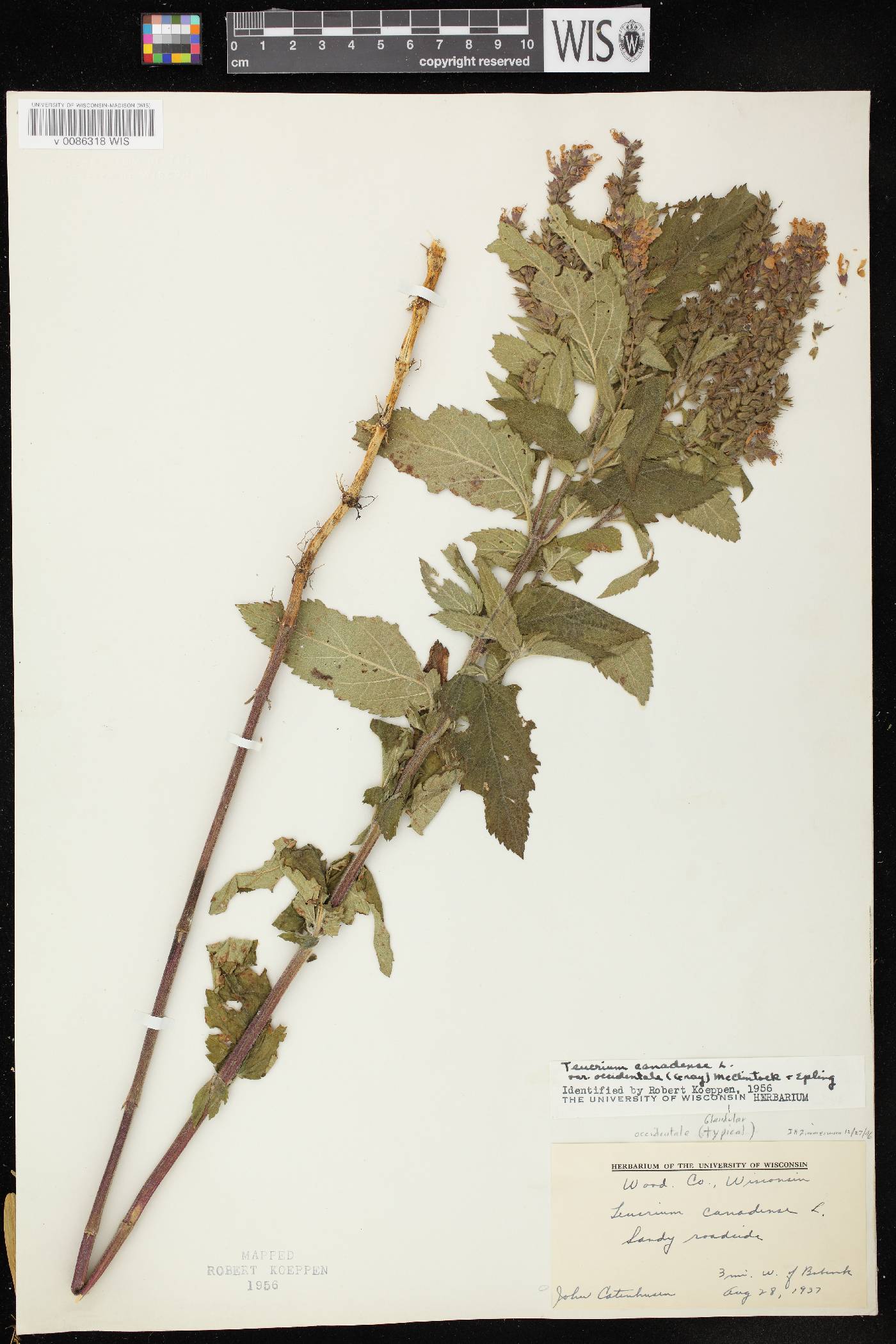 Teucrium canadense var. occidentale image