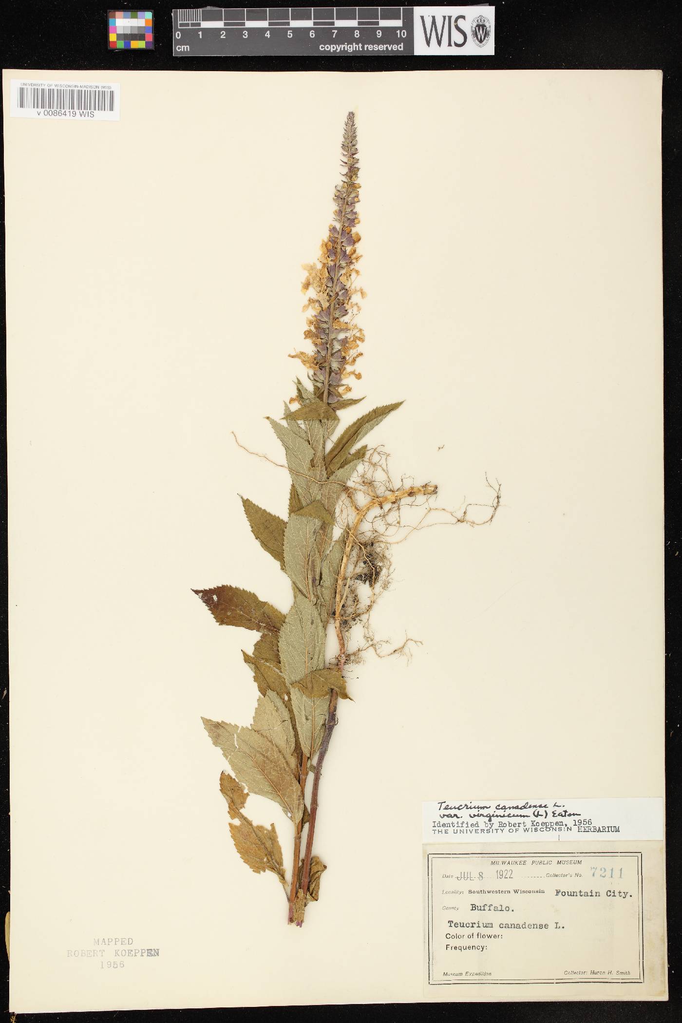 Teucrium canadense var. virginicum image