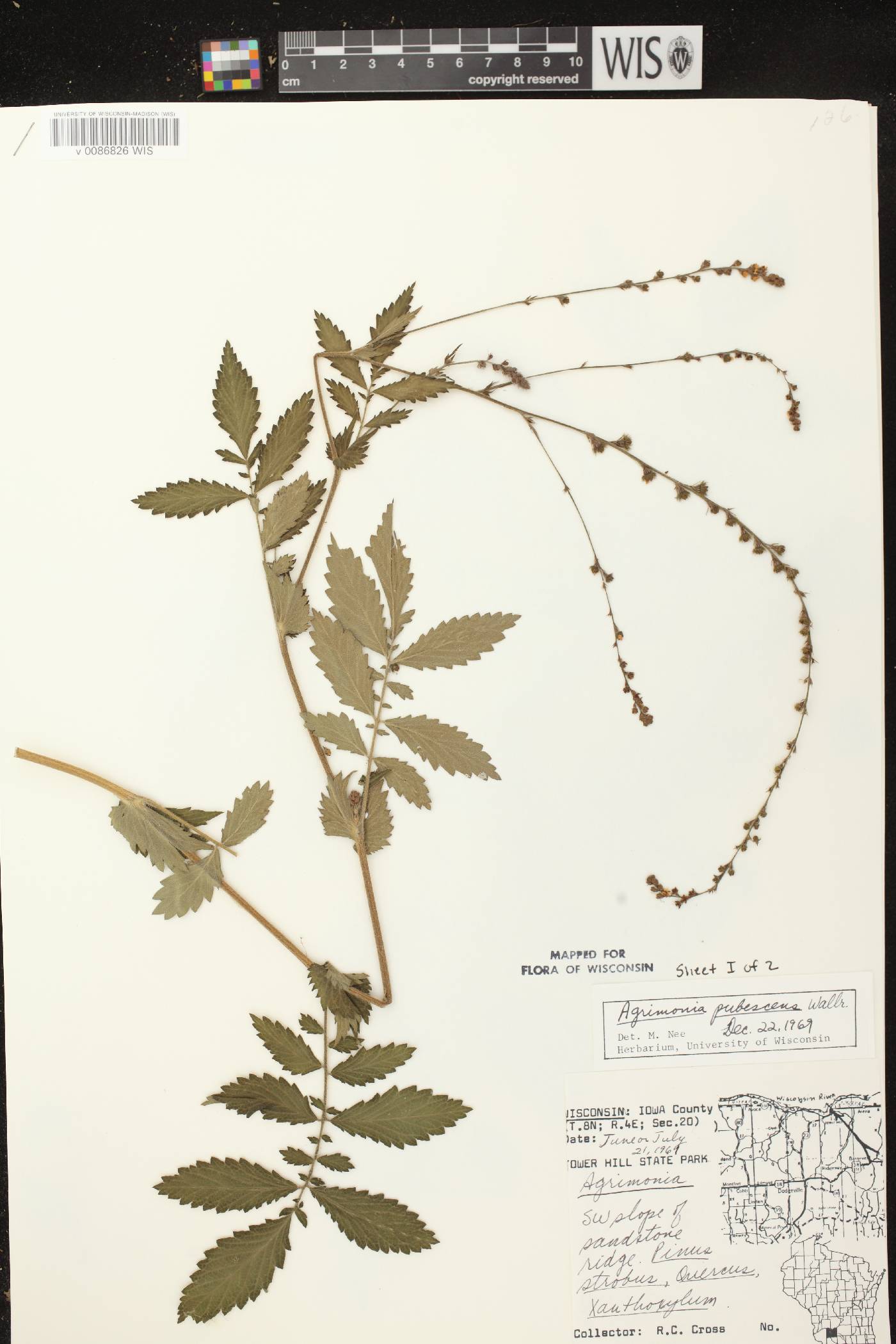 Agrimonia pubescens image