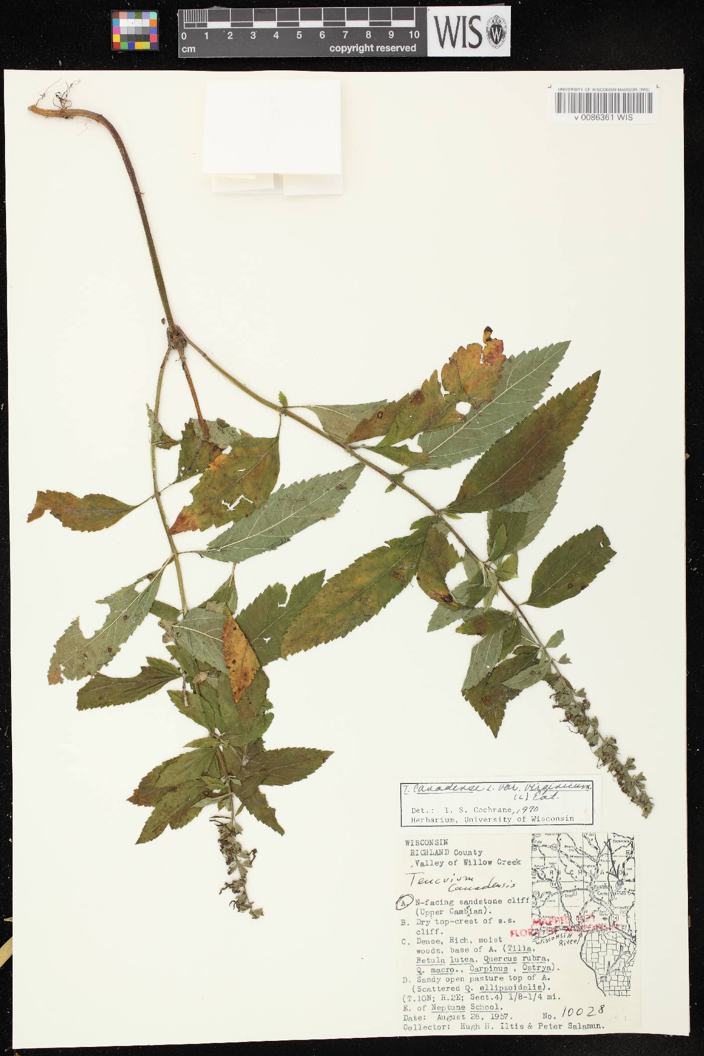 Teucrium canadense var. virginicum image