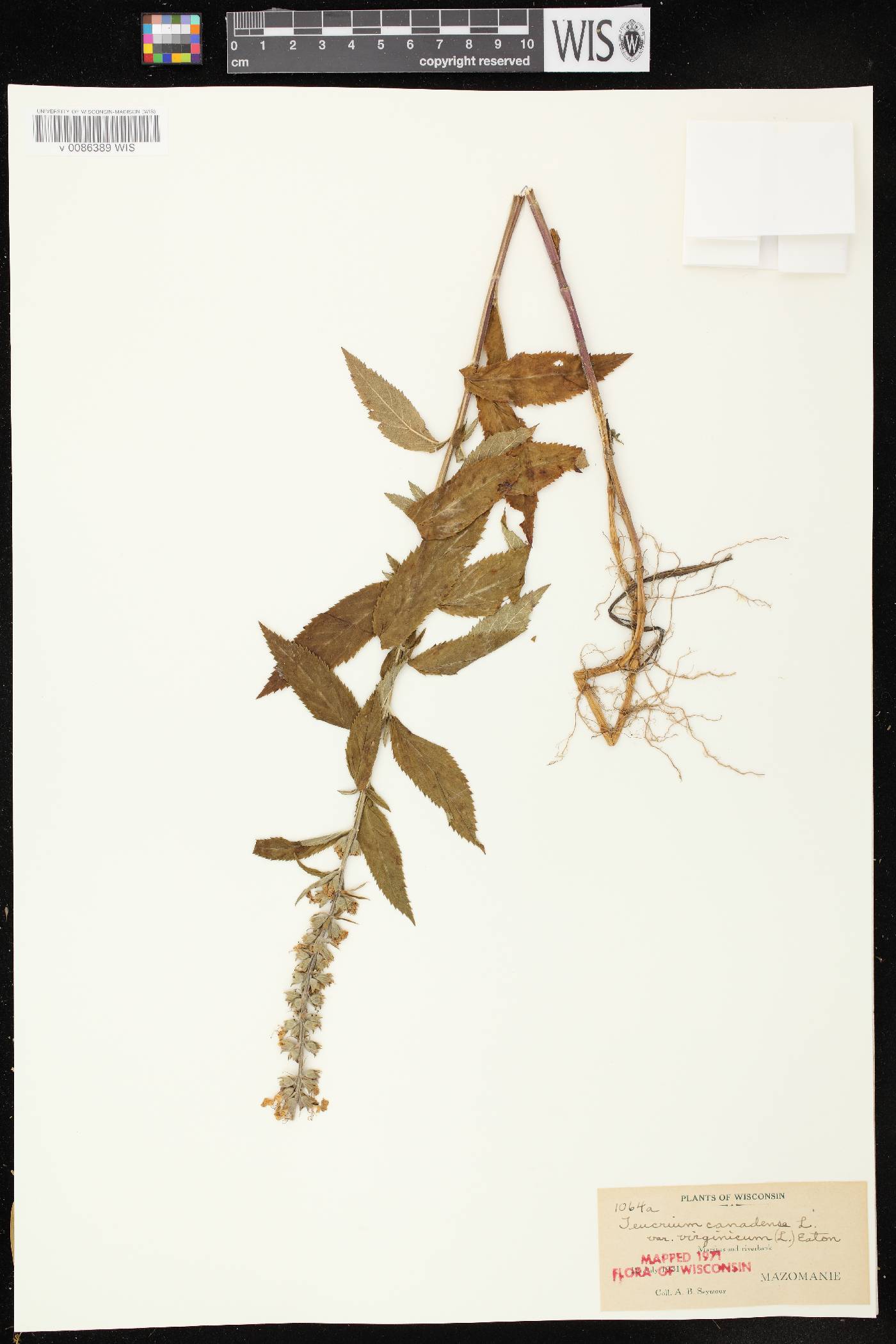 Teucrium canadense var. virginicum image