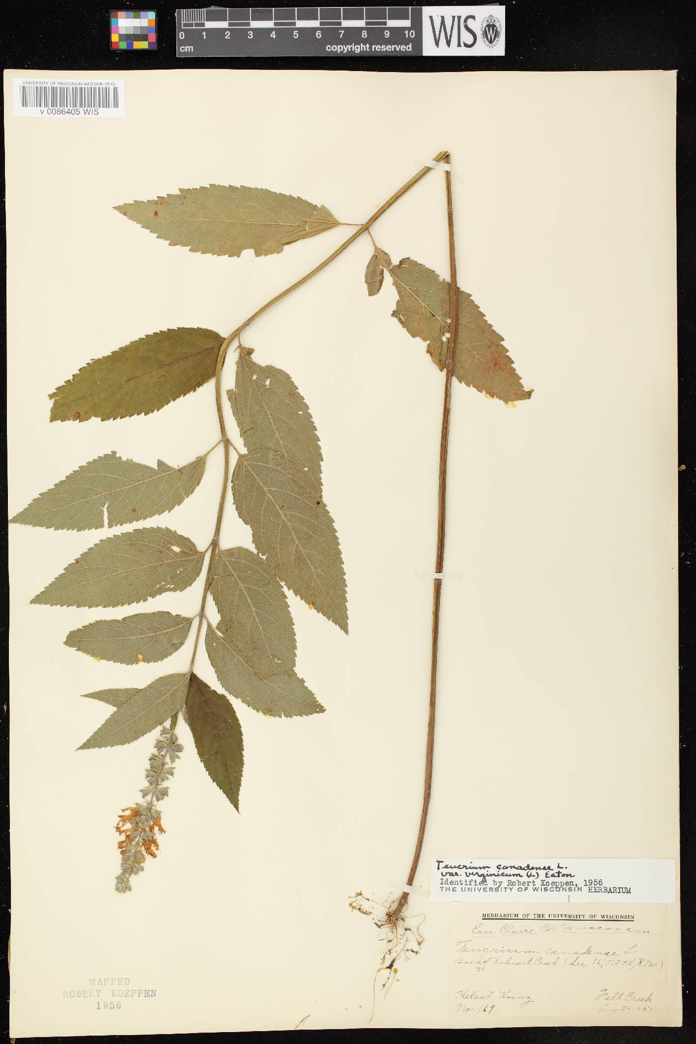 Teucrium canadense image