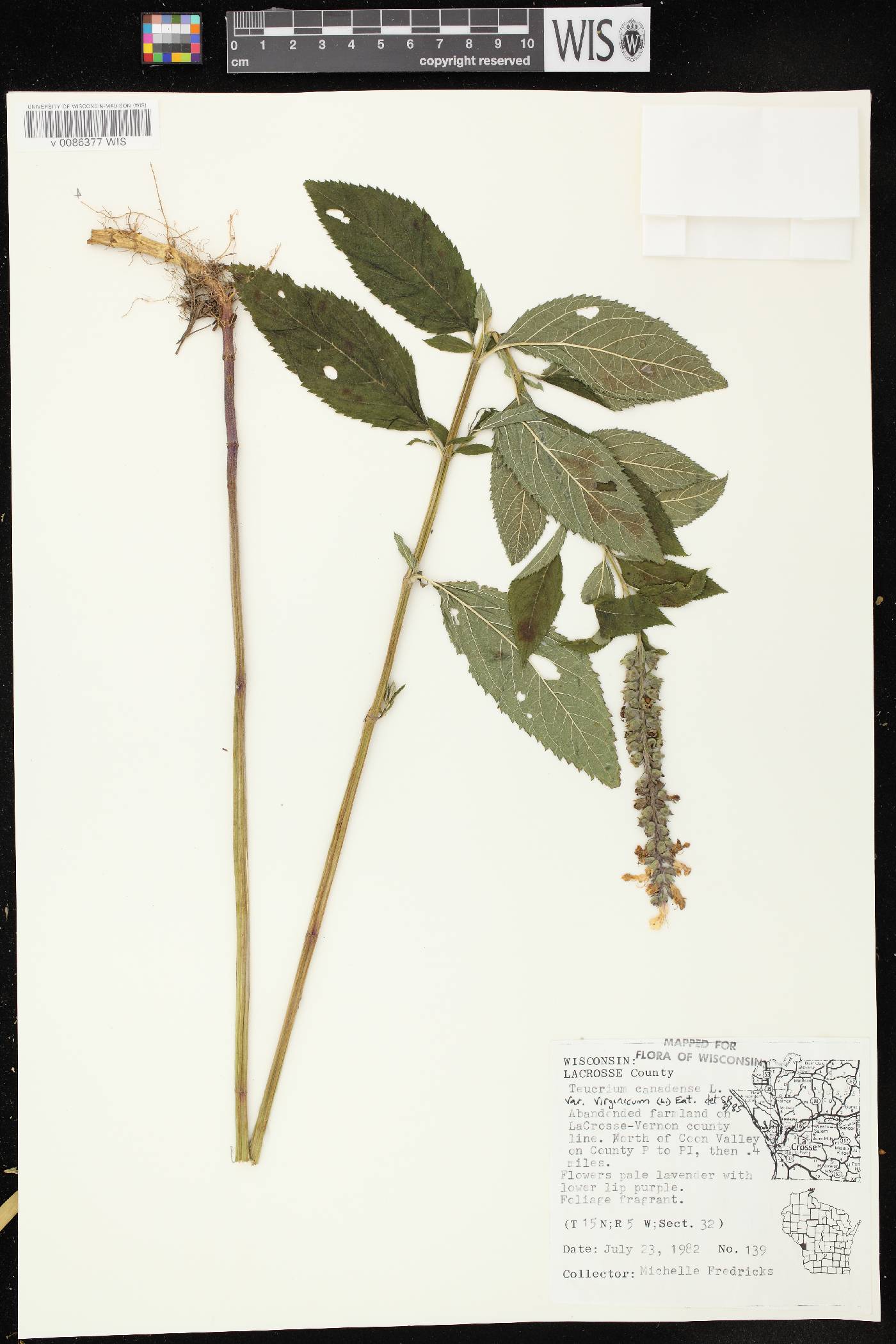 Teucrium canadense var. virginicum image
