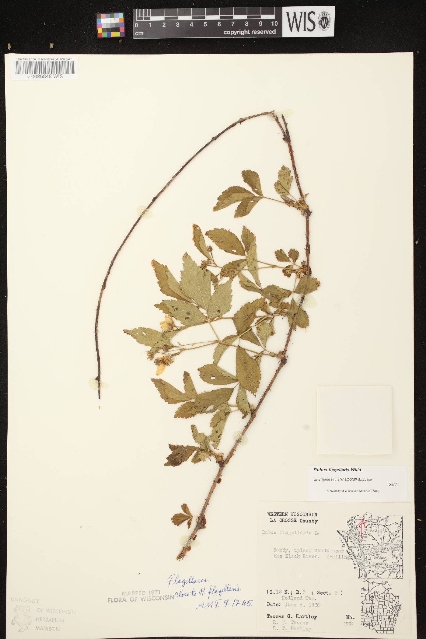 Rubus flagellaris image