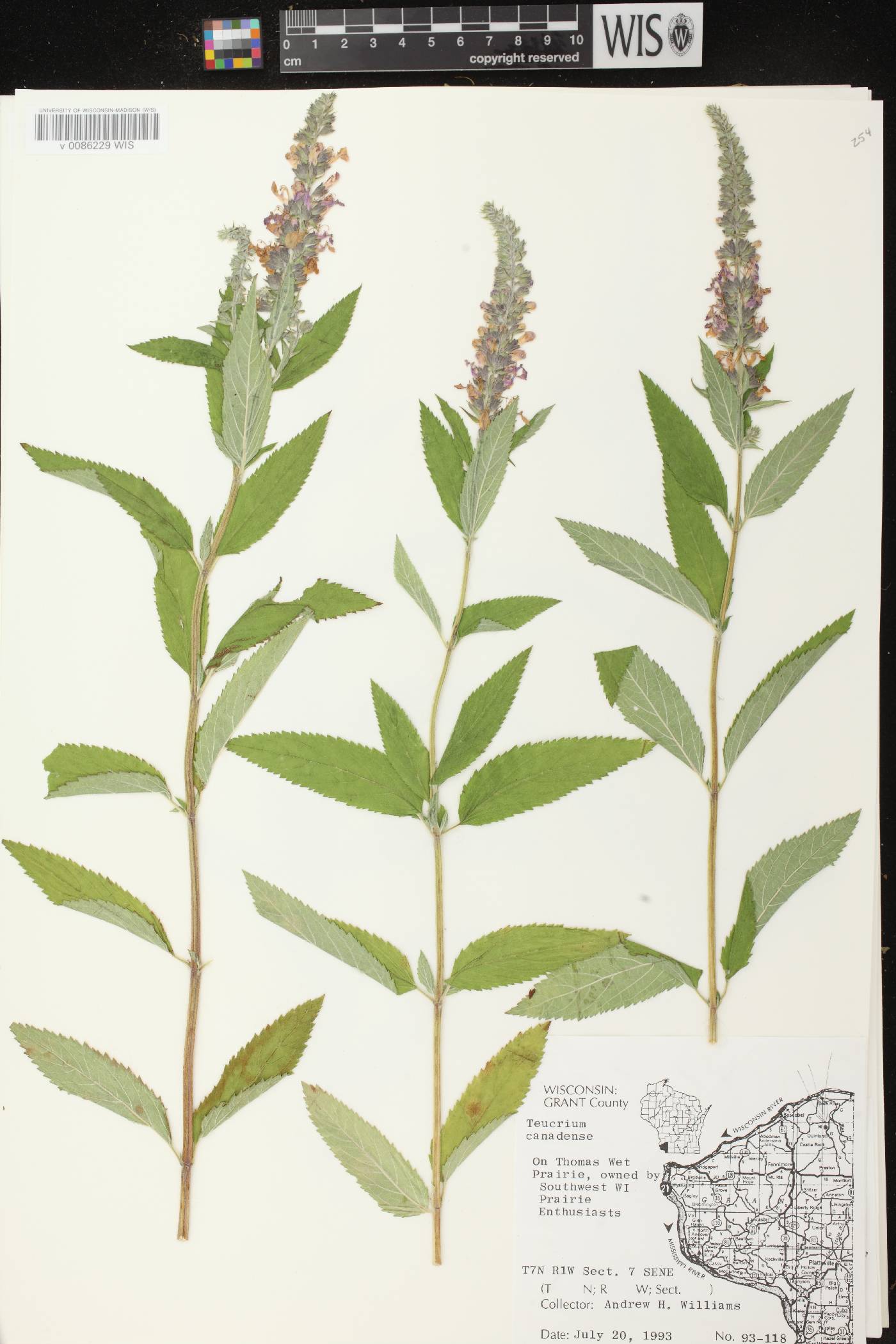 Teucrium canadense var. occidentale image