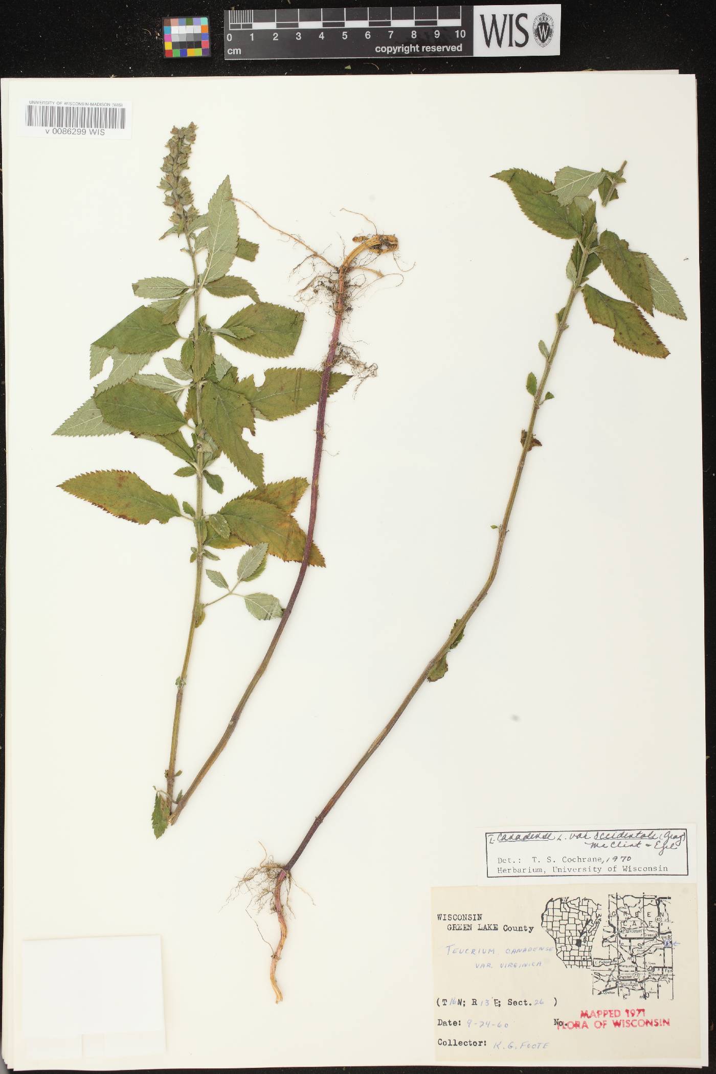 Teucrium canadense var. occidentale image