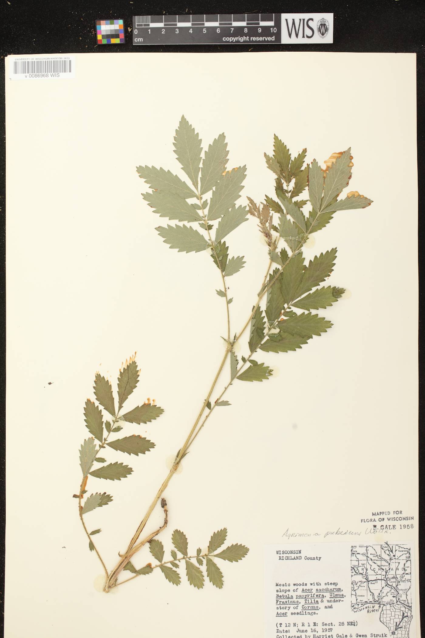 Agrimonia pubescens image