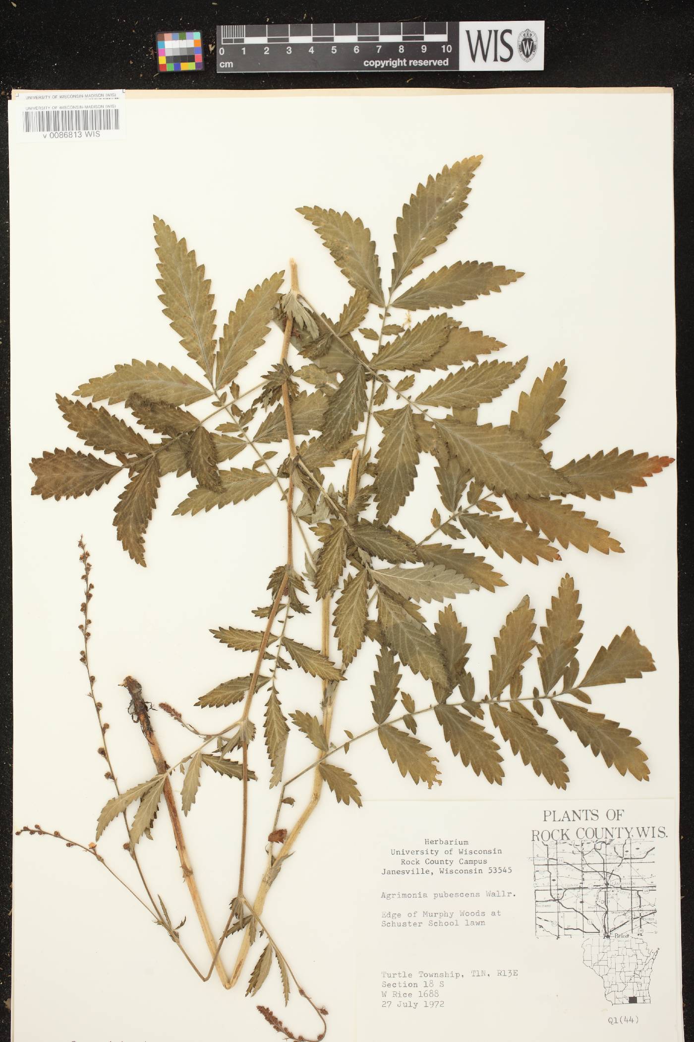 Agrimonia pubescens image
