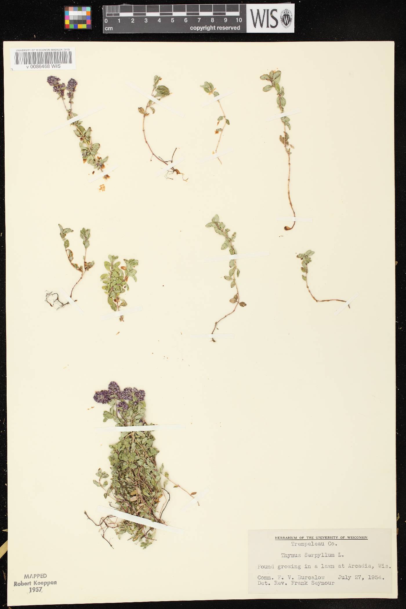 Thymus praecox image