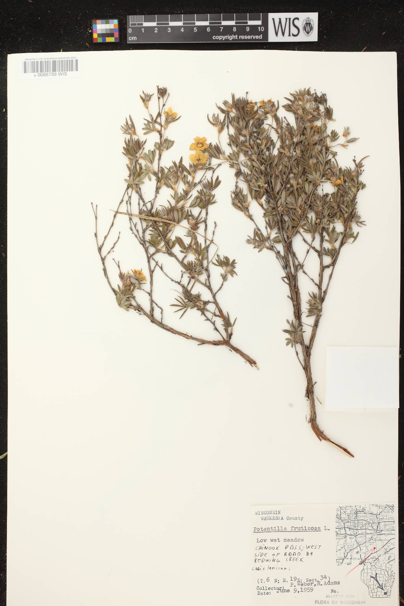 Dasiphora fruticosa image