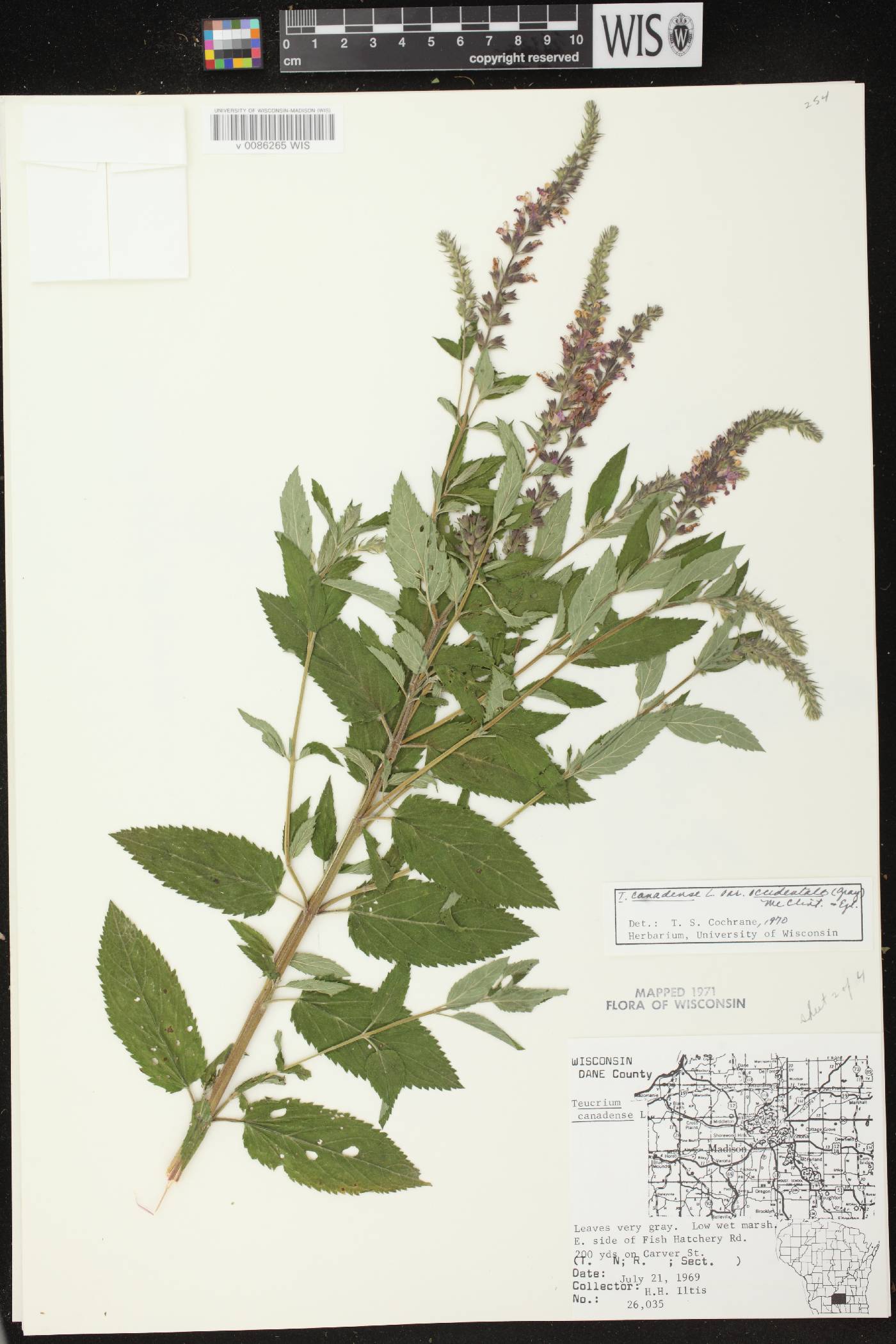 Teucrium canadense image