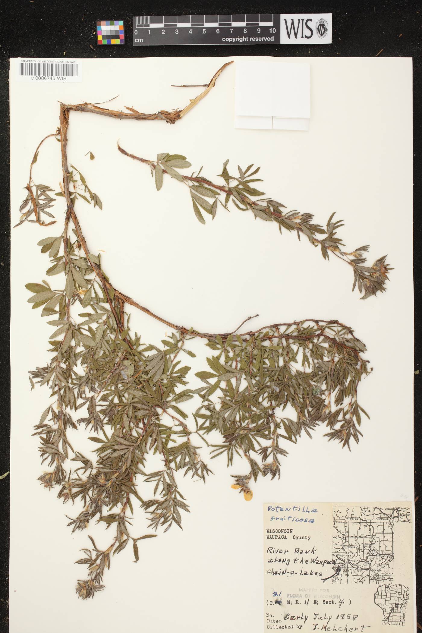 Dasiphora fruticosa image