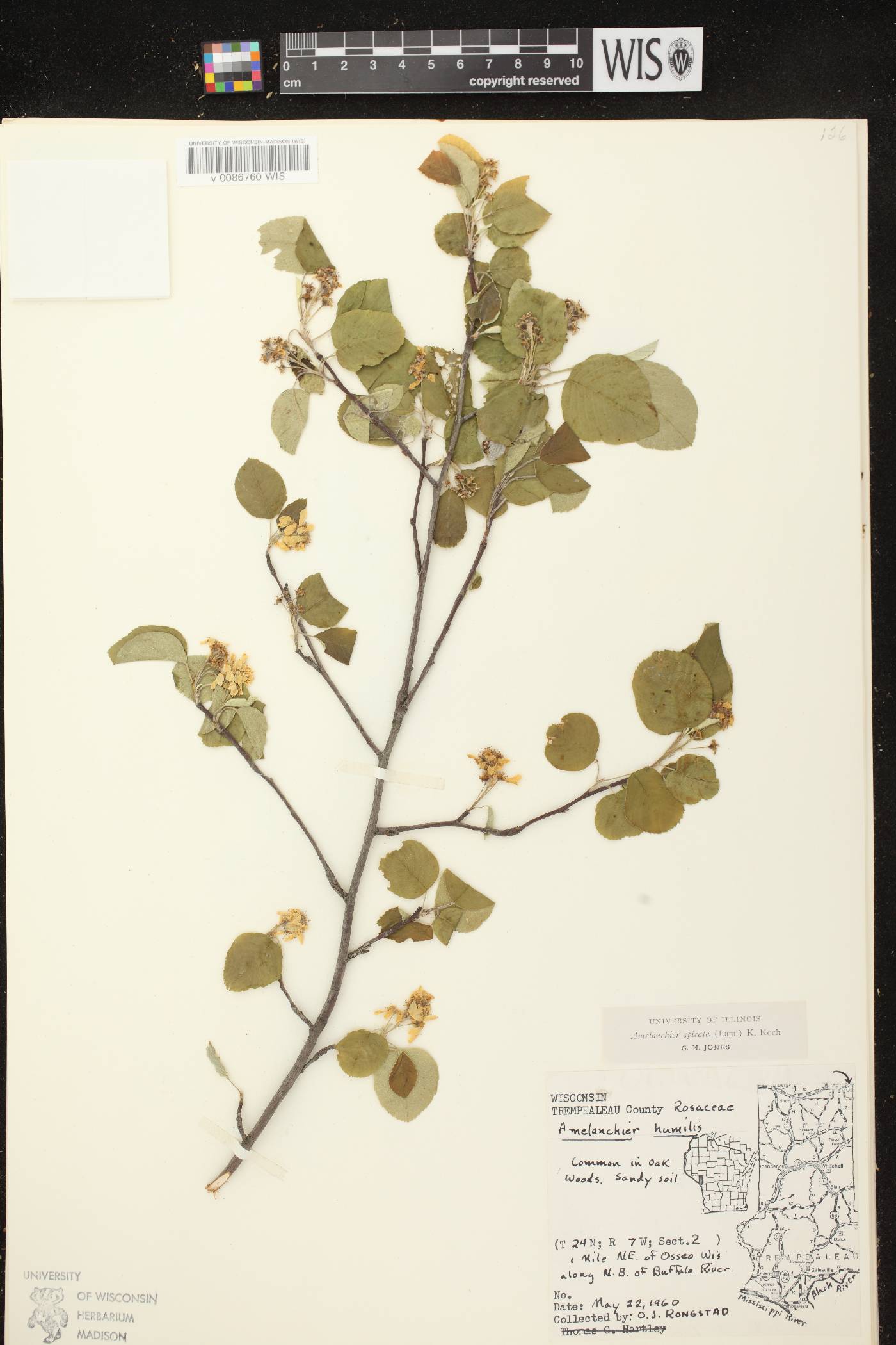 Amelanchier spicata image