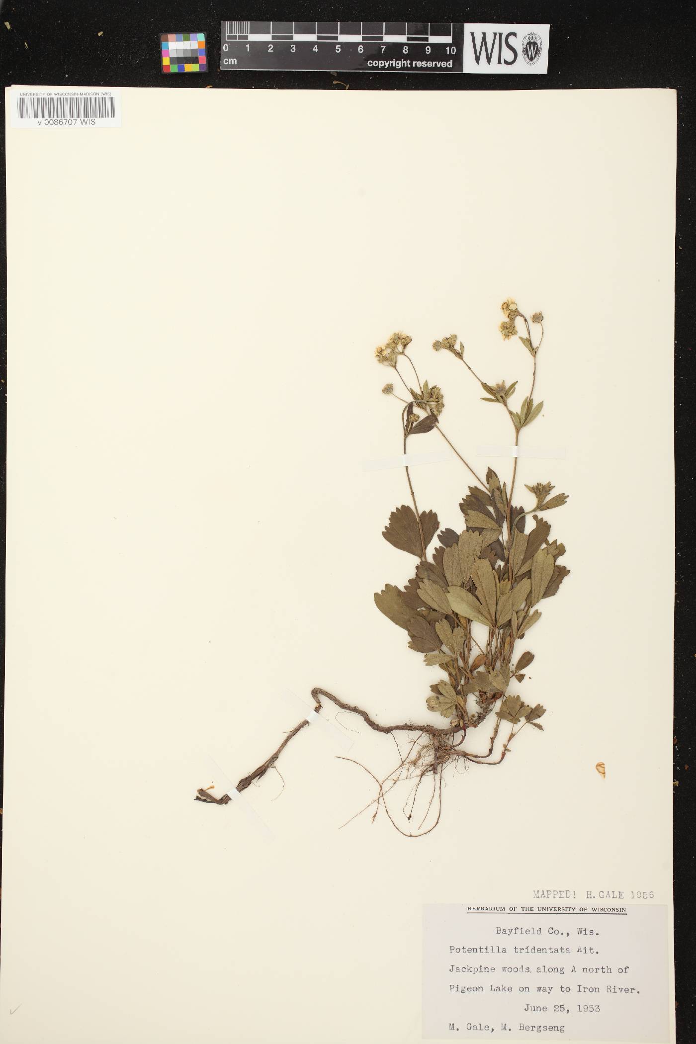 Sibbaldiopsis tridentata image
