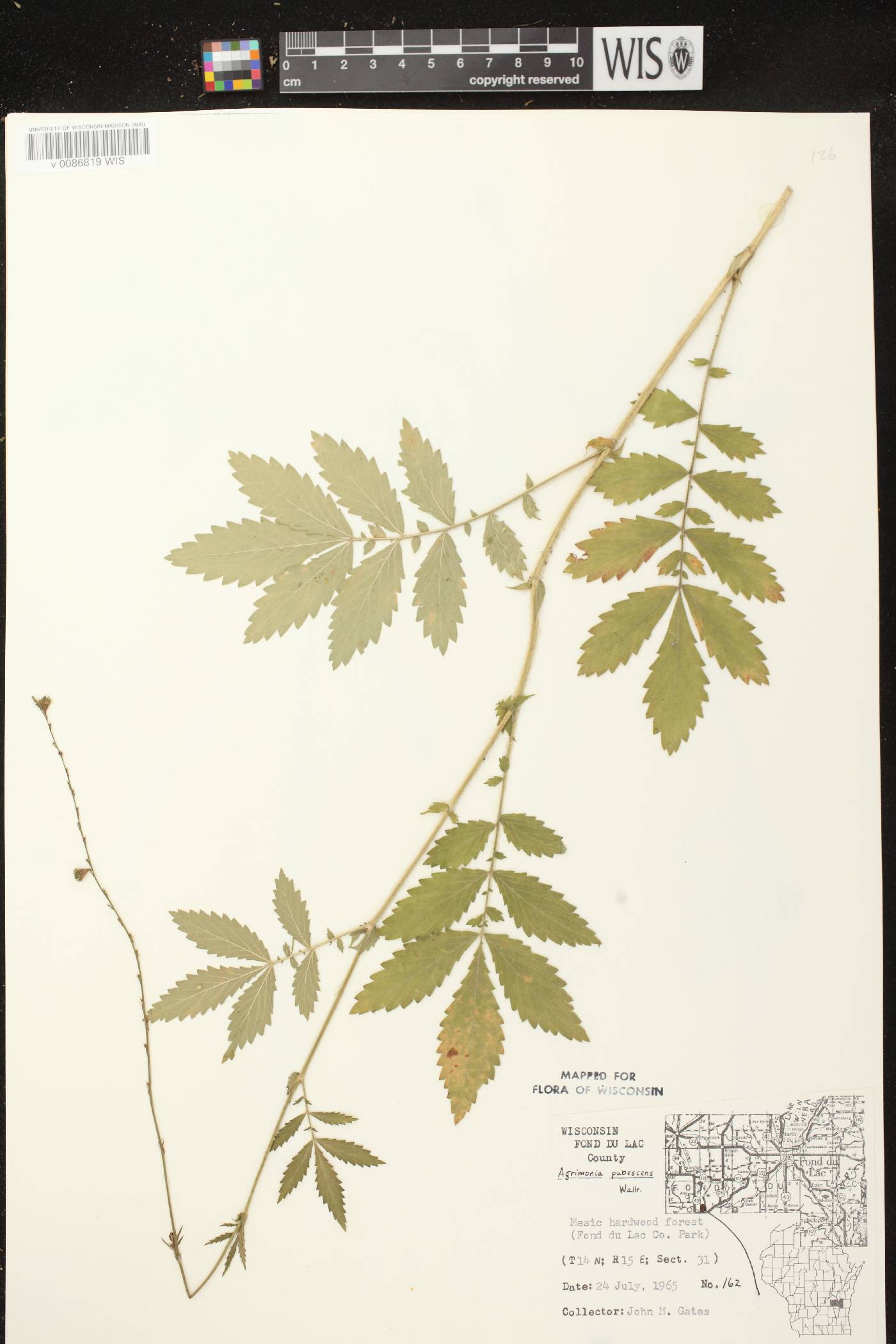 Agrimonia pubescens image