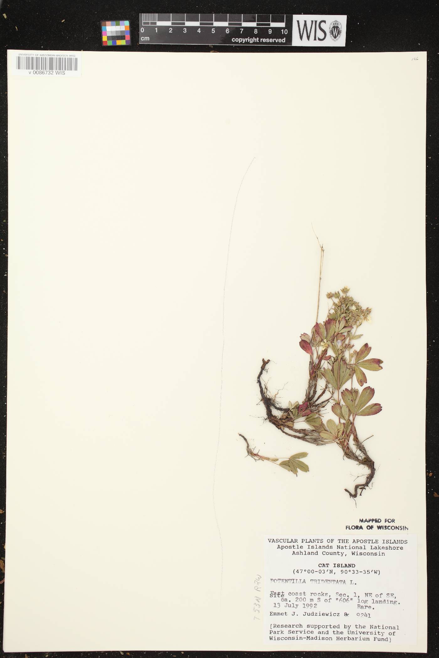 Sibbaldiopsis tridentata image