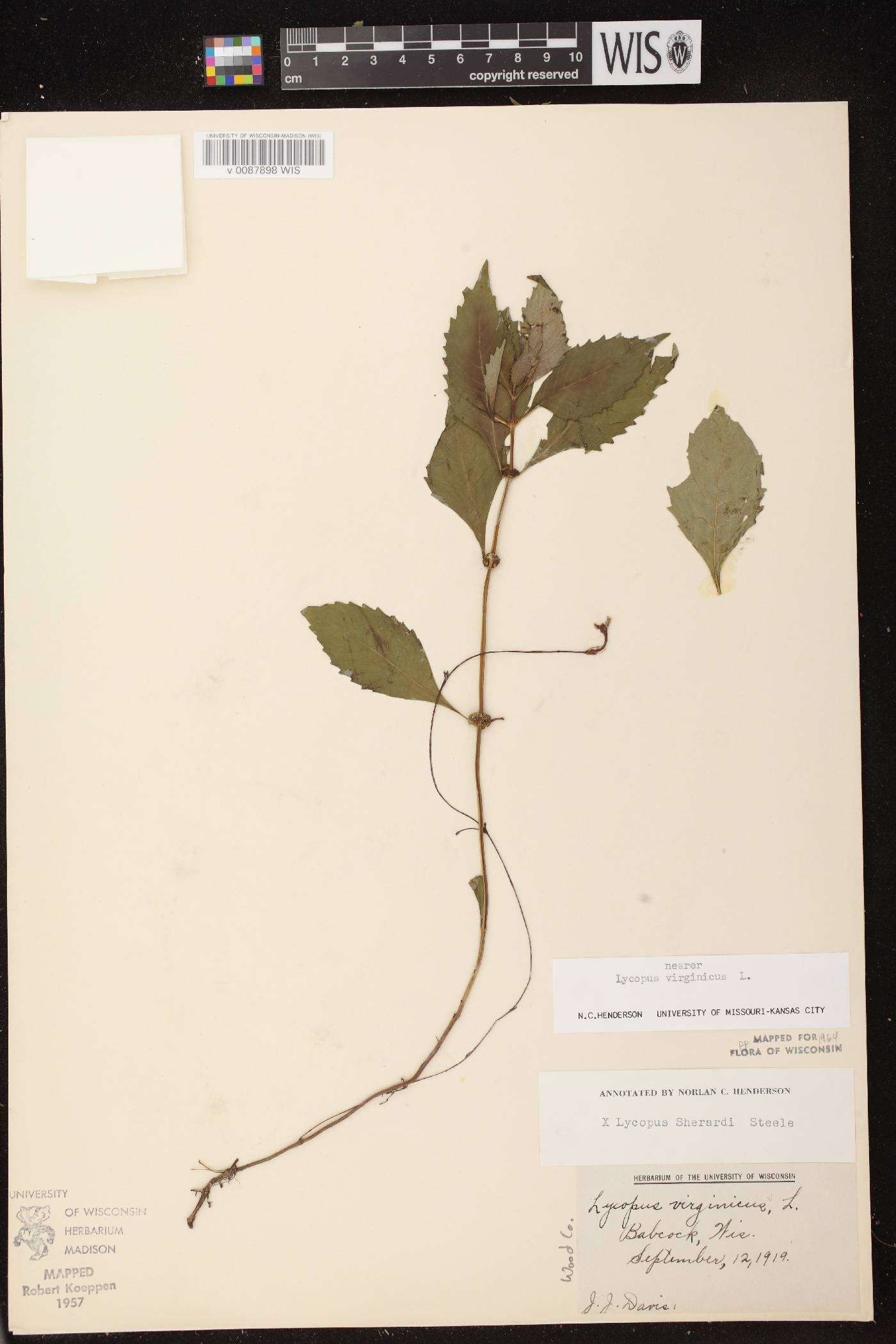 Lycopus virginicus image