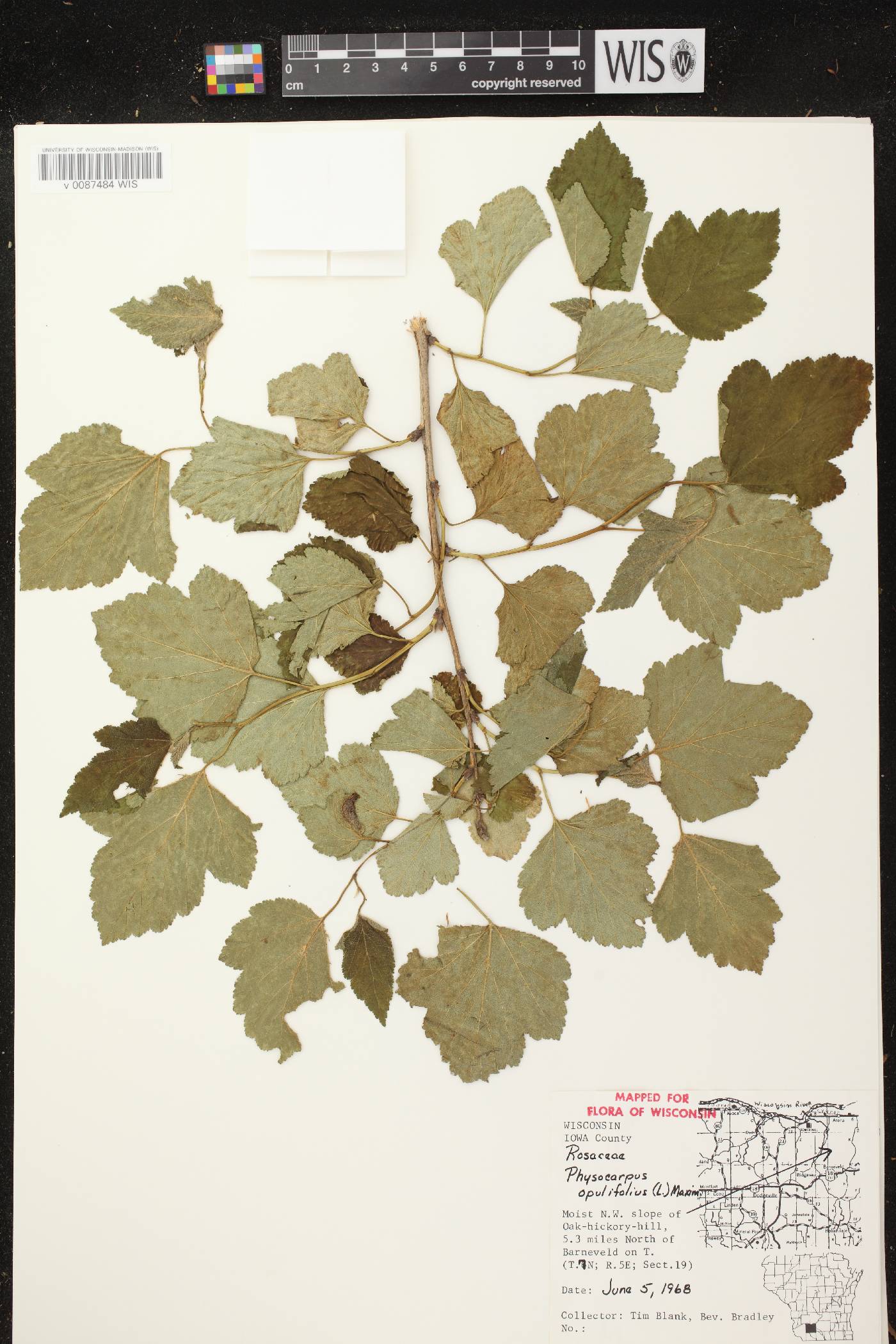 Physocarpus opulifolius image