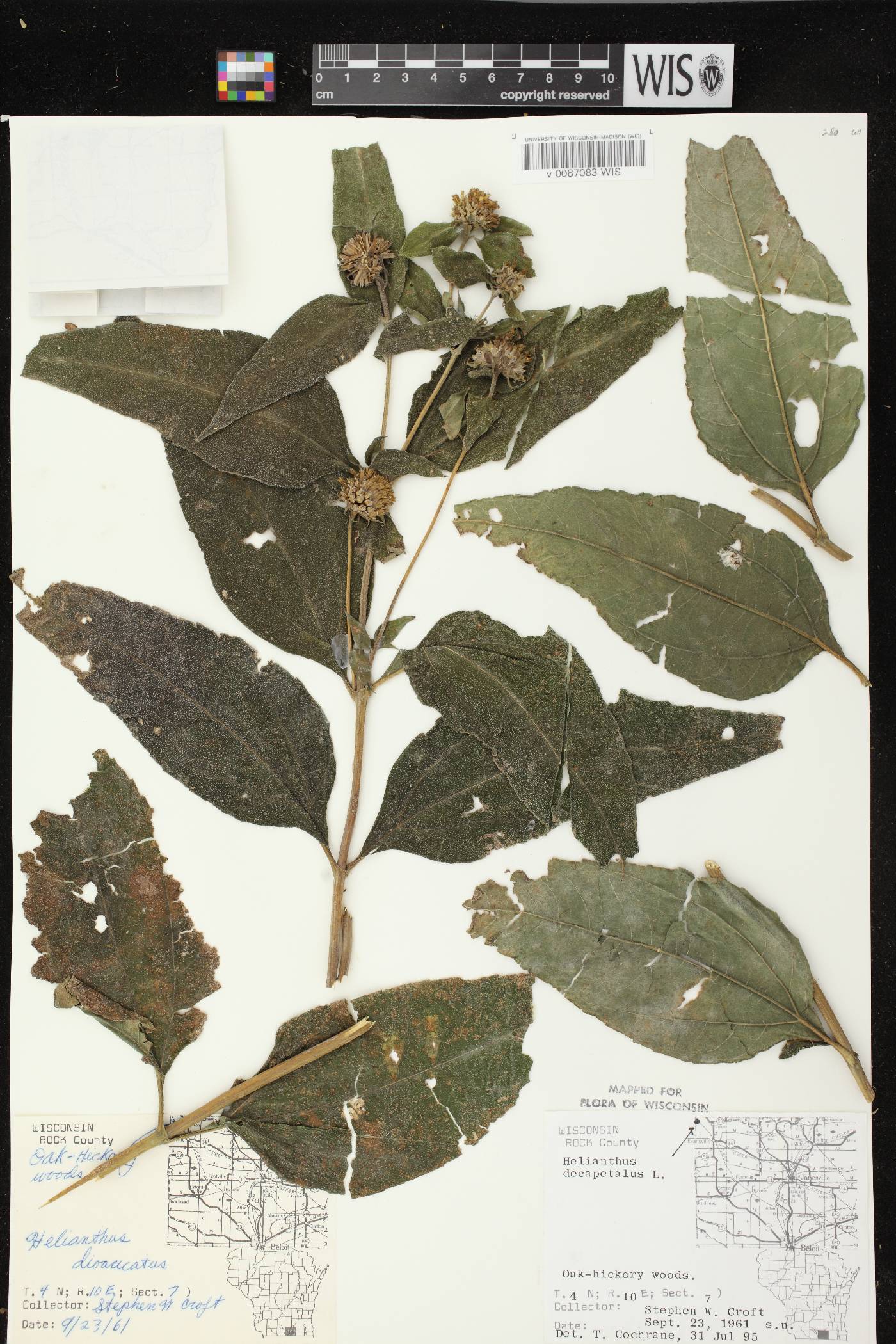 Helianthus decapetalus image