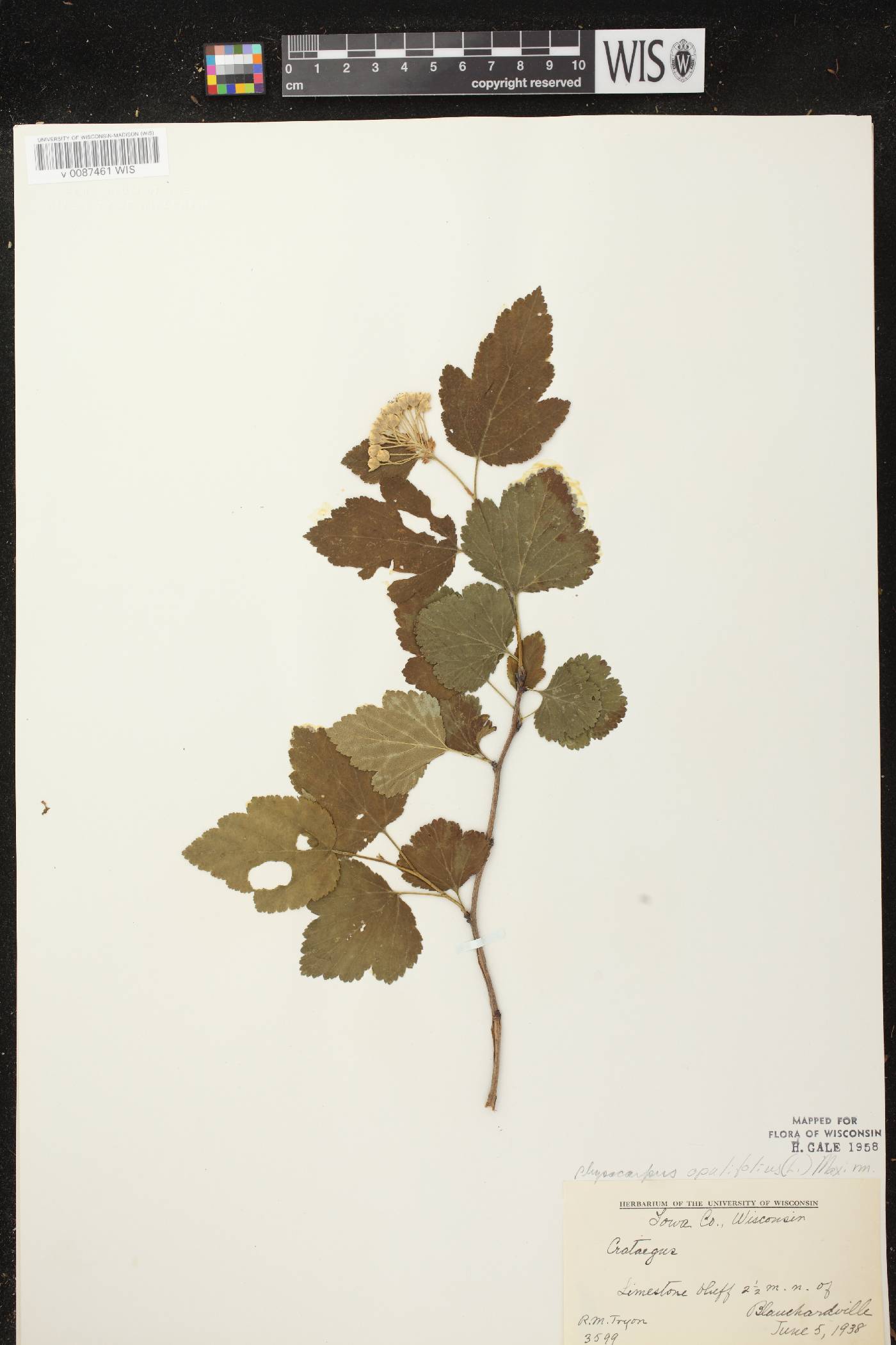 Physocarpus opulifolius image