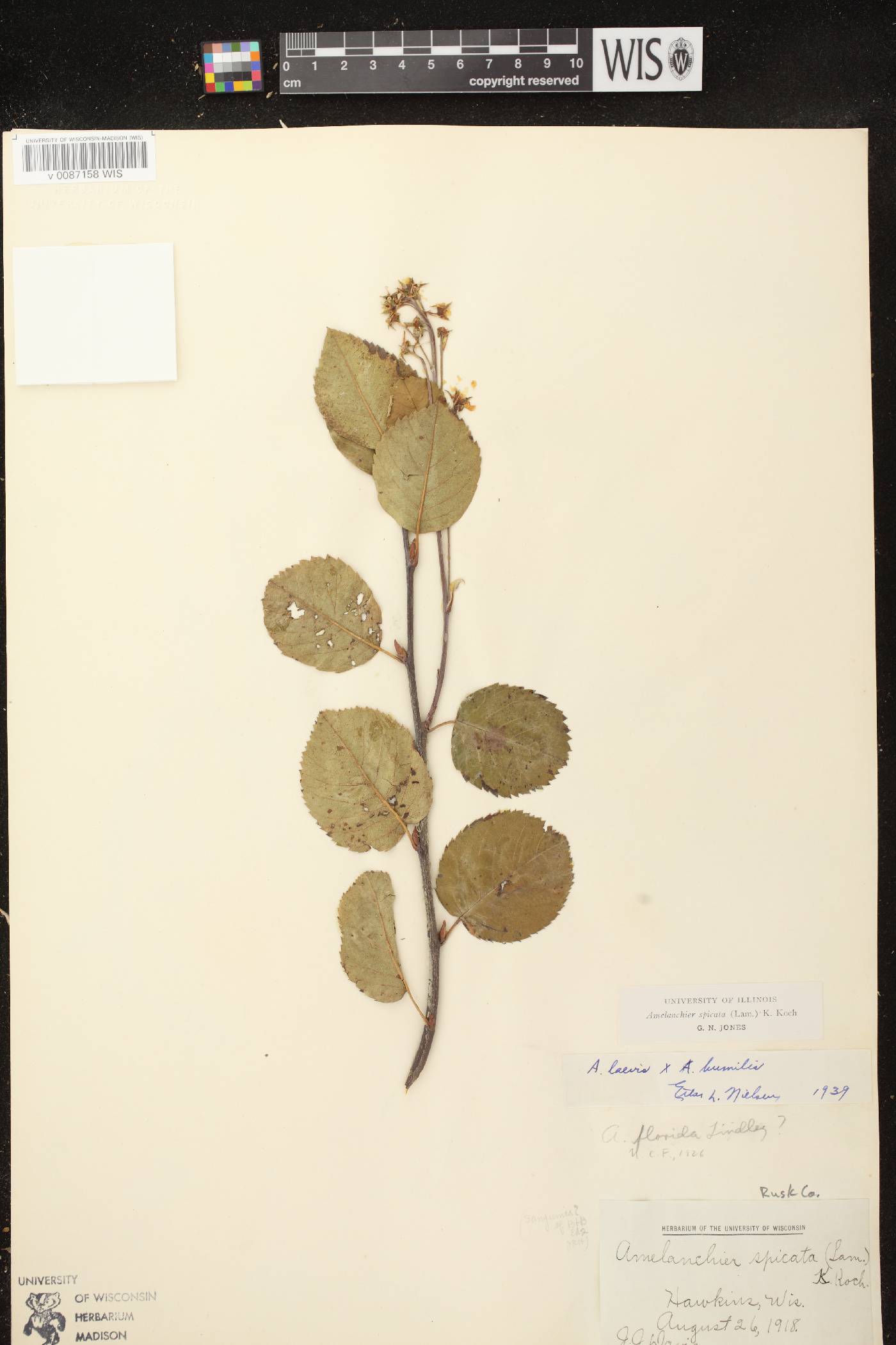 Amelanchier spicata image
