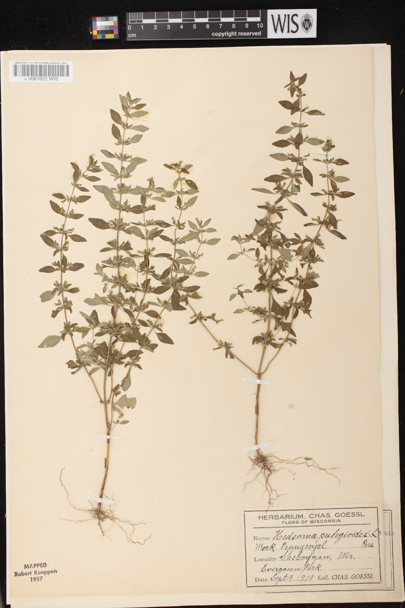 Hedeoma pulegioides image
