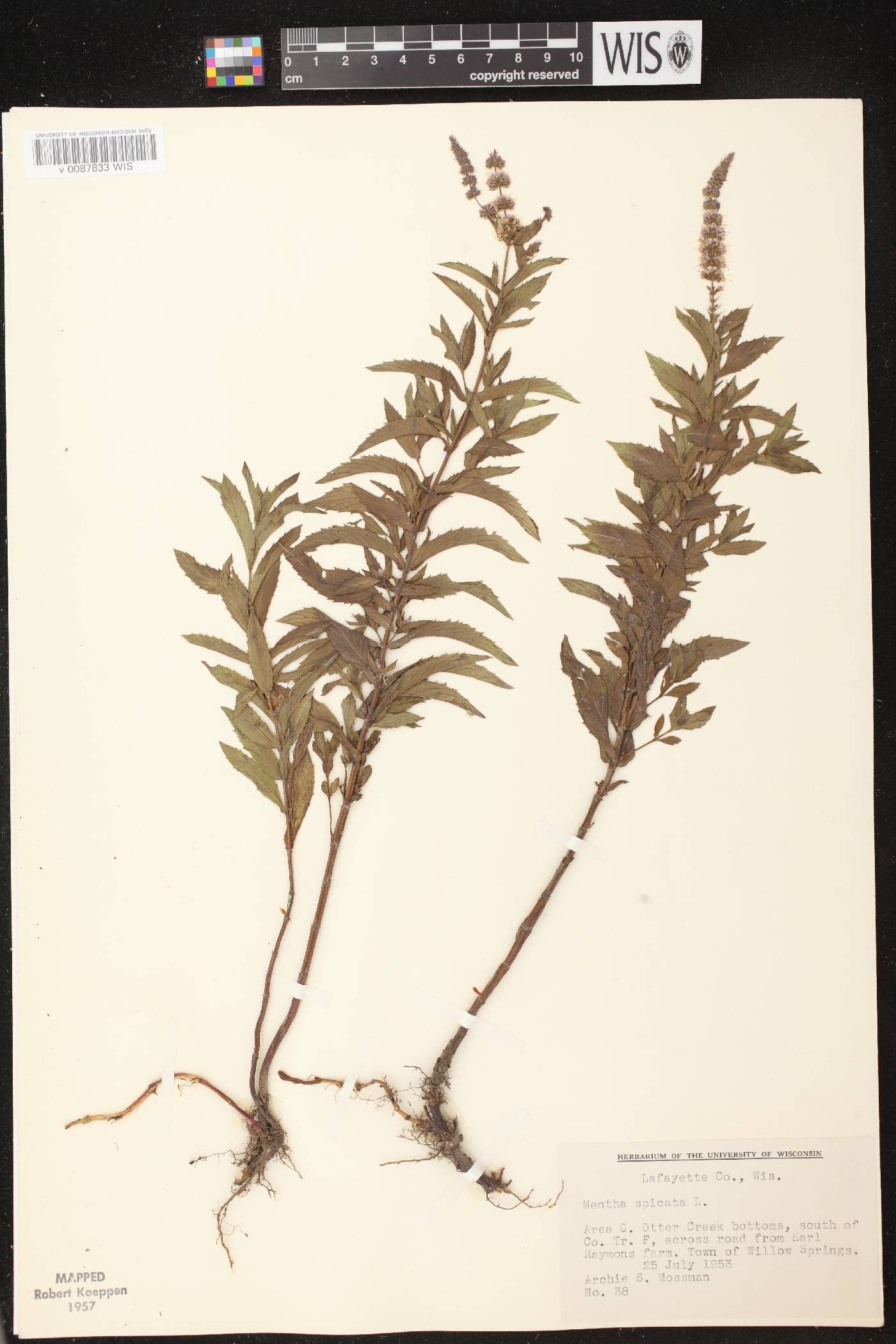 Mentha spicata image