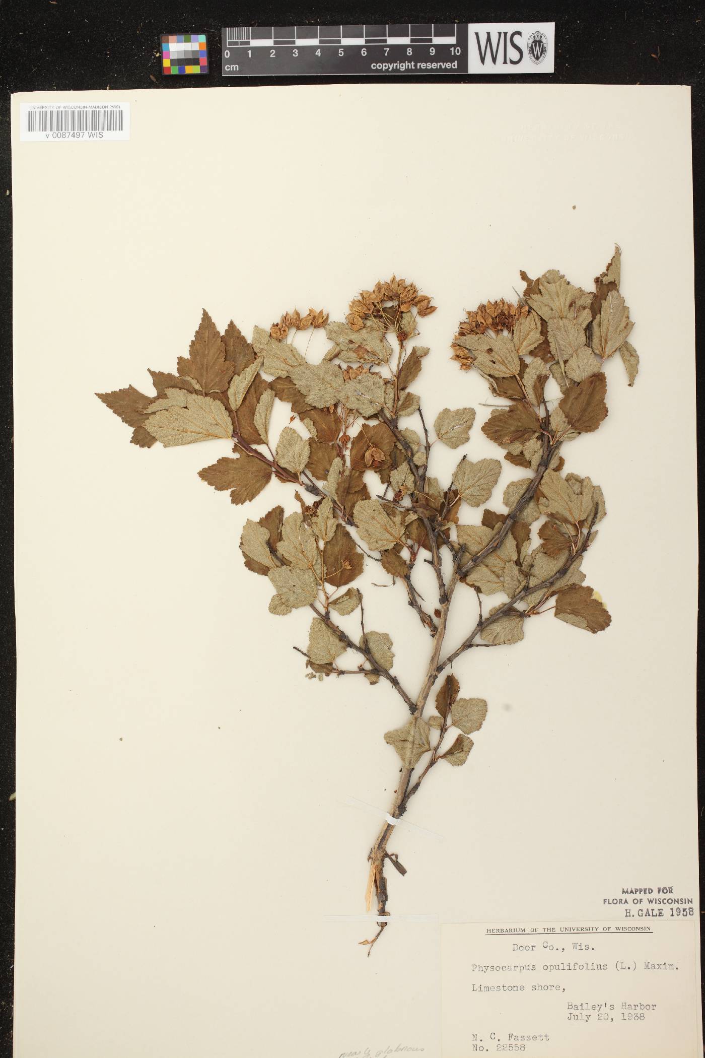 Physocarpus opulifolius image