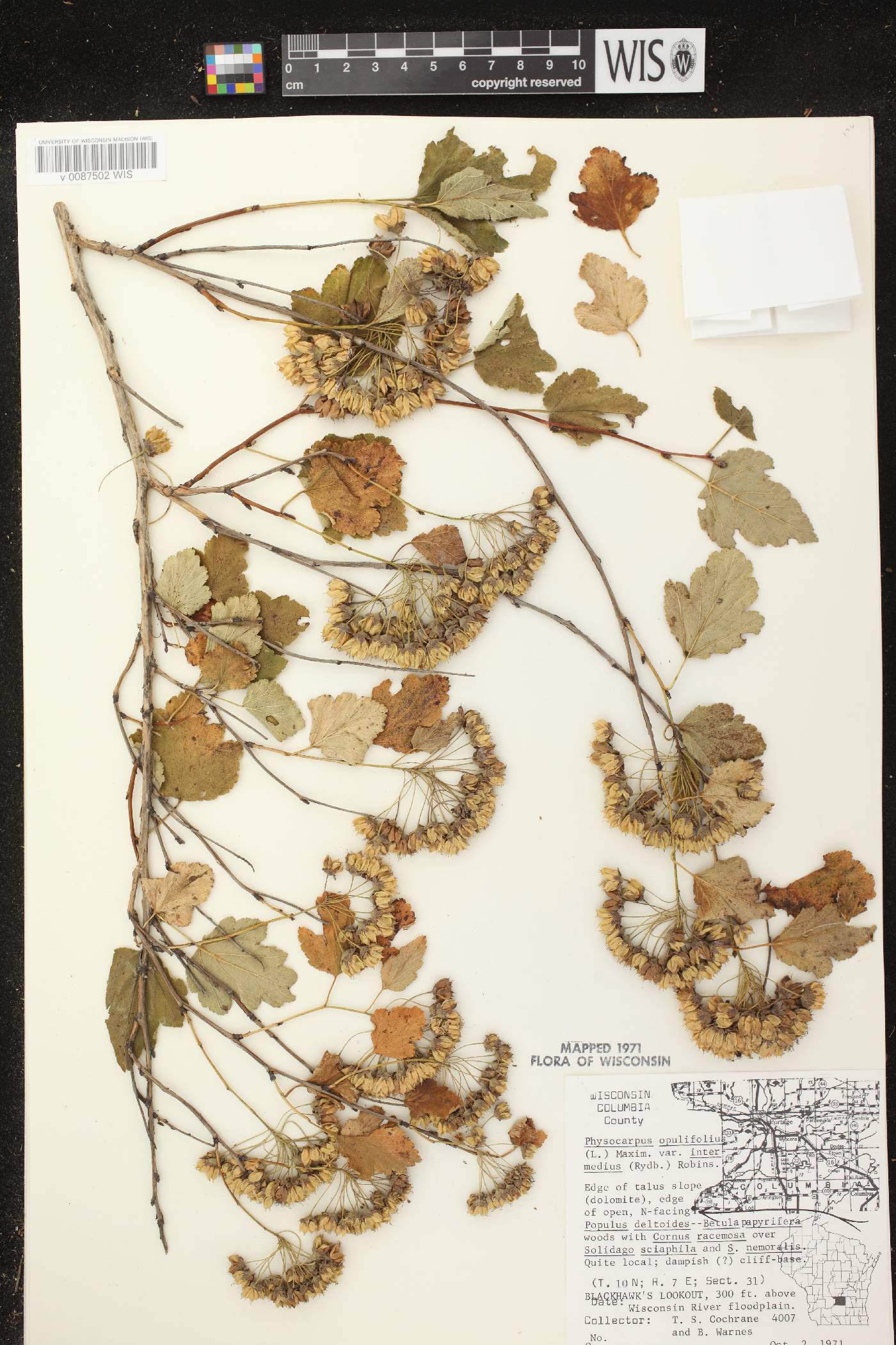 Physocarpus intermedius image