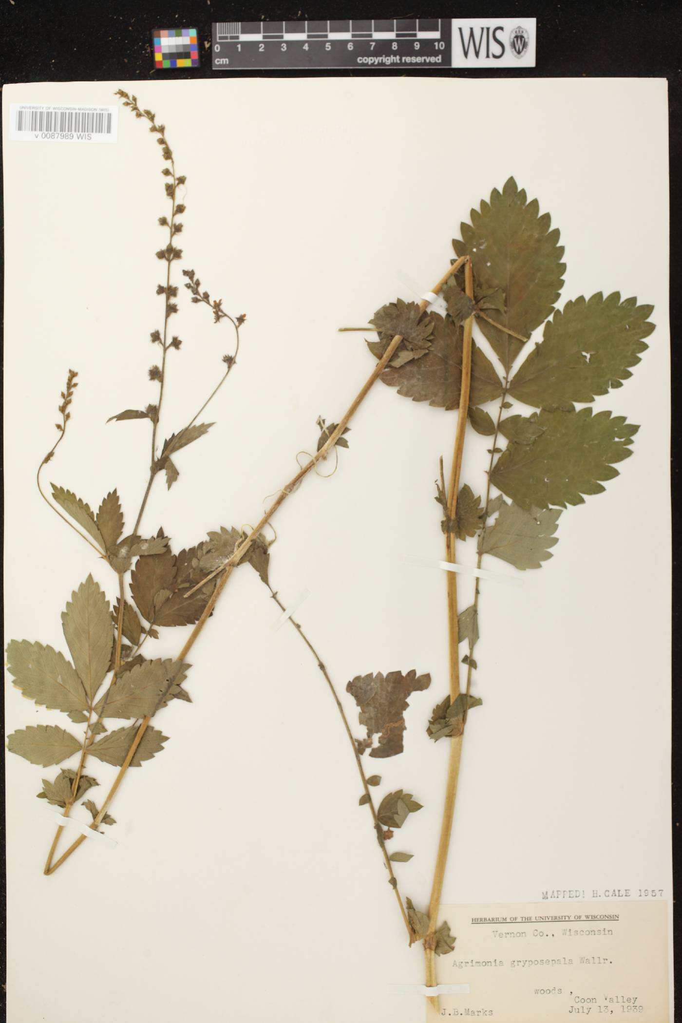 Agrimonia gryposepala image