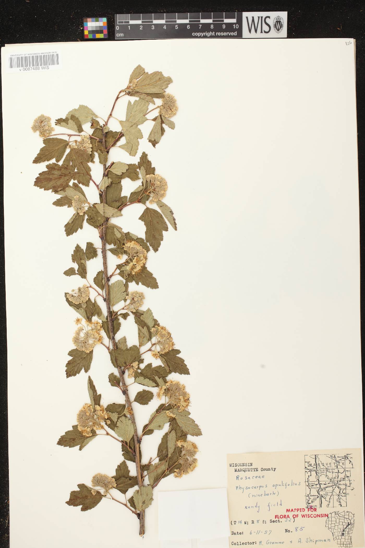 Physocarpus opulifolius image