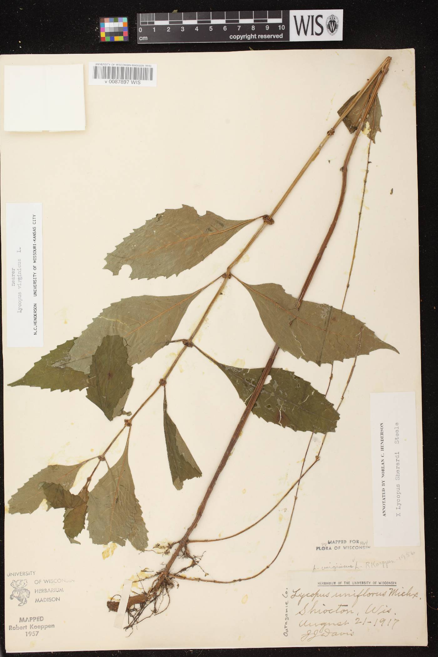 Lycopus virginicus image