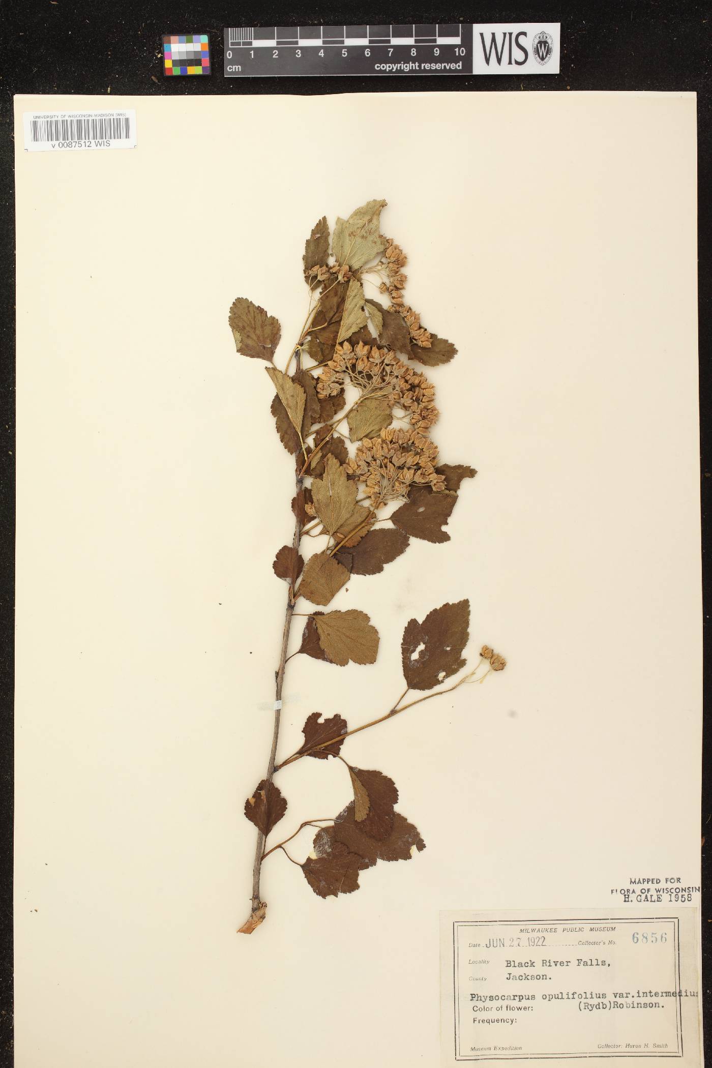 Physocarpus intermedius image