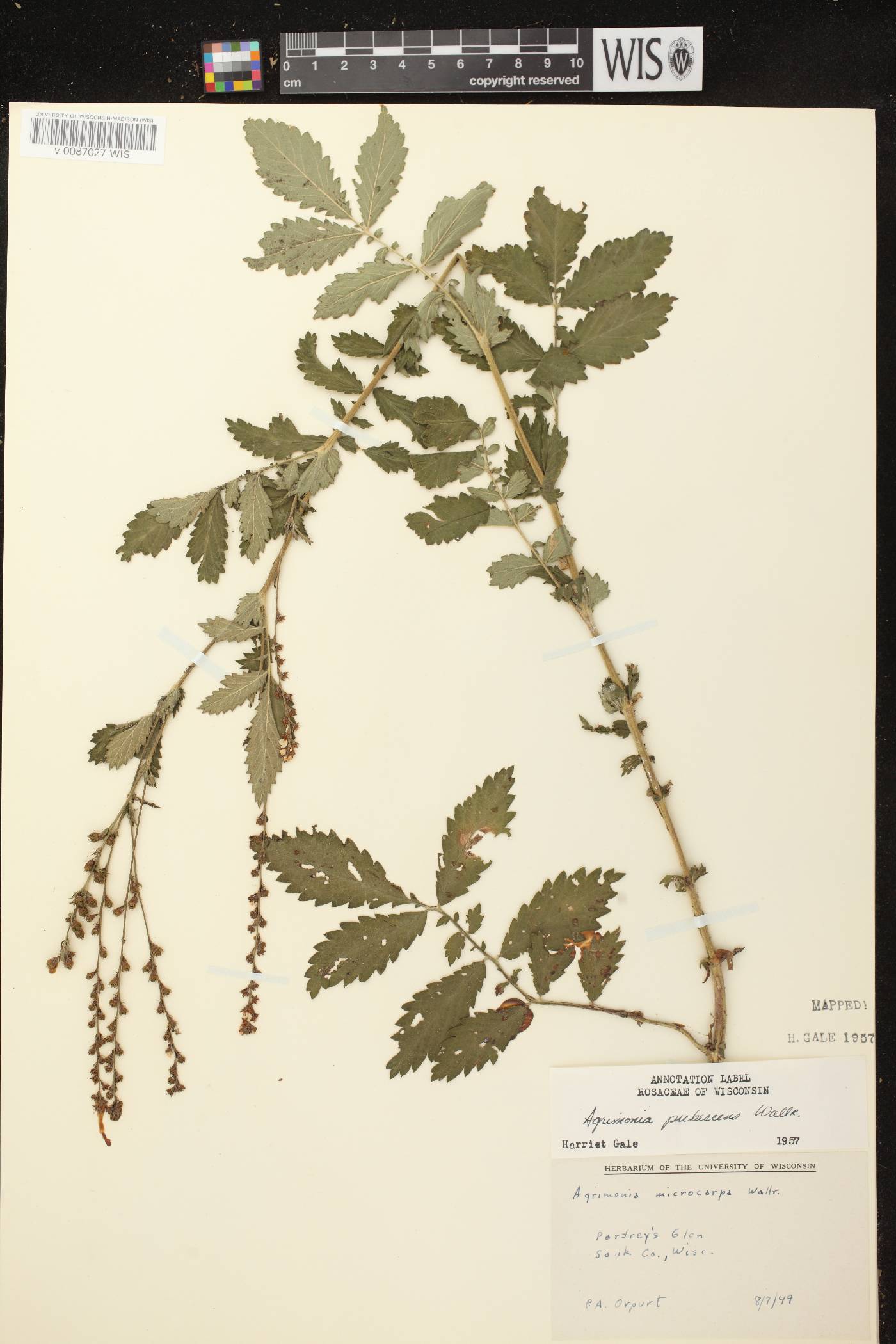 Agrimonia pubescens image