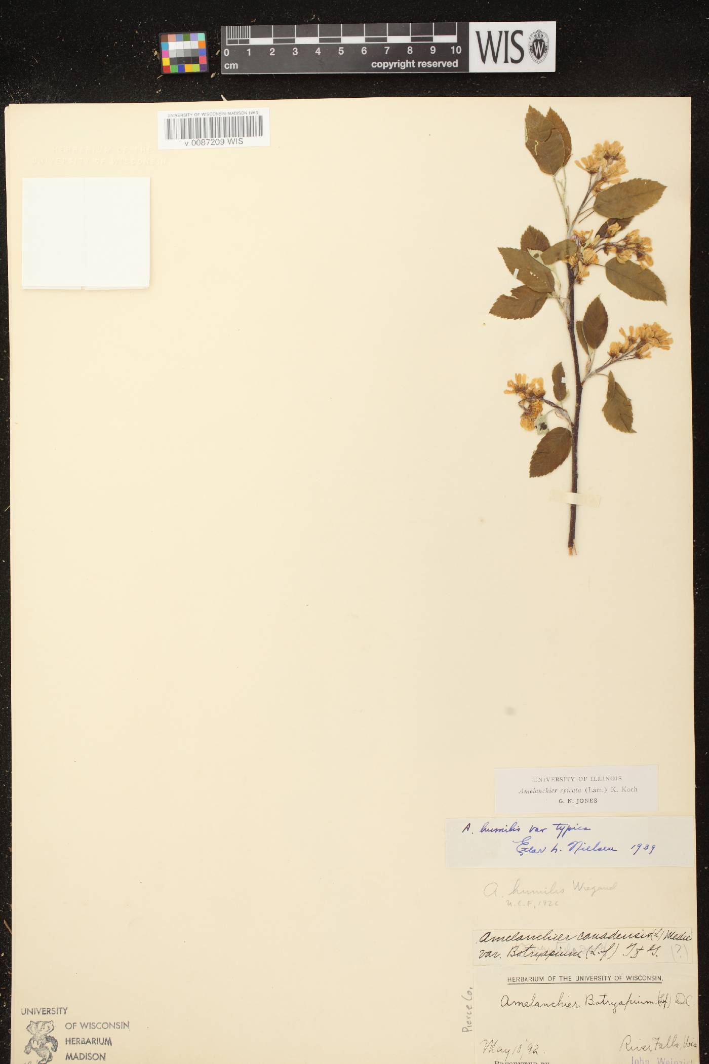 Amelanchier spicata image