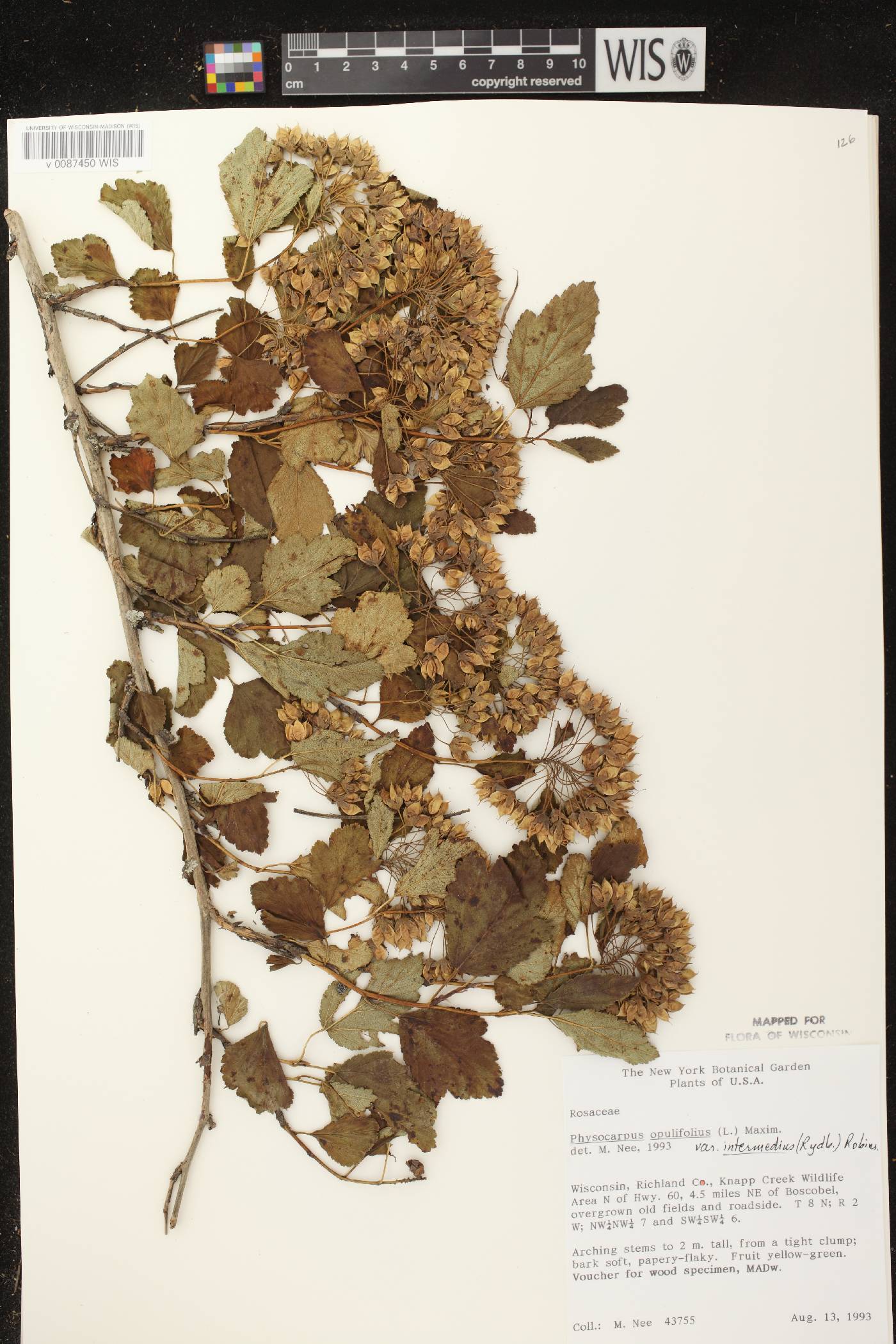 Physocarpus intermedius image