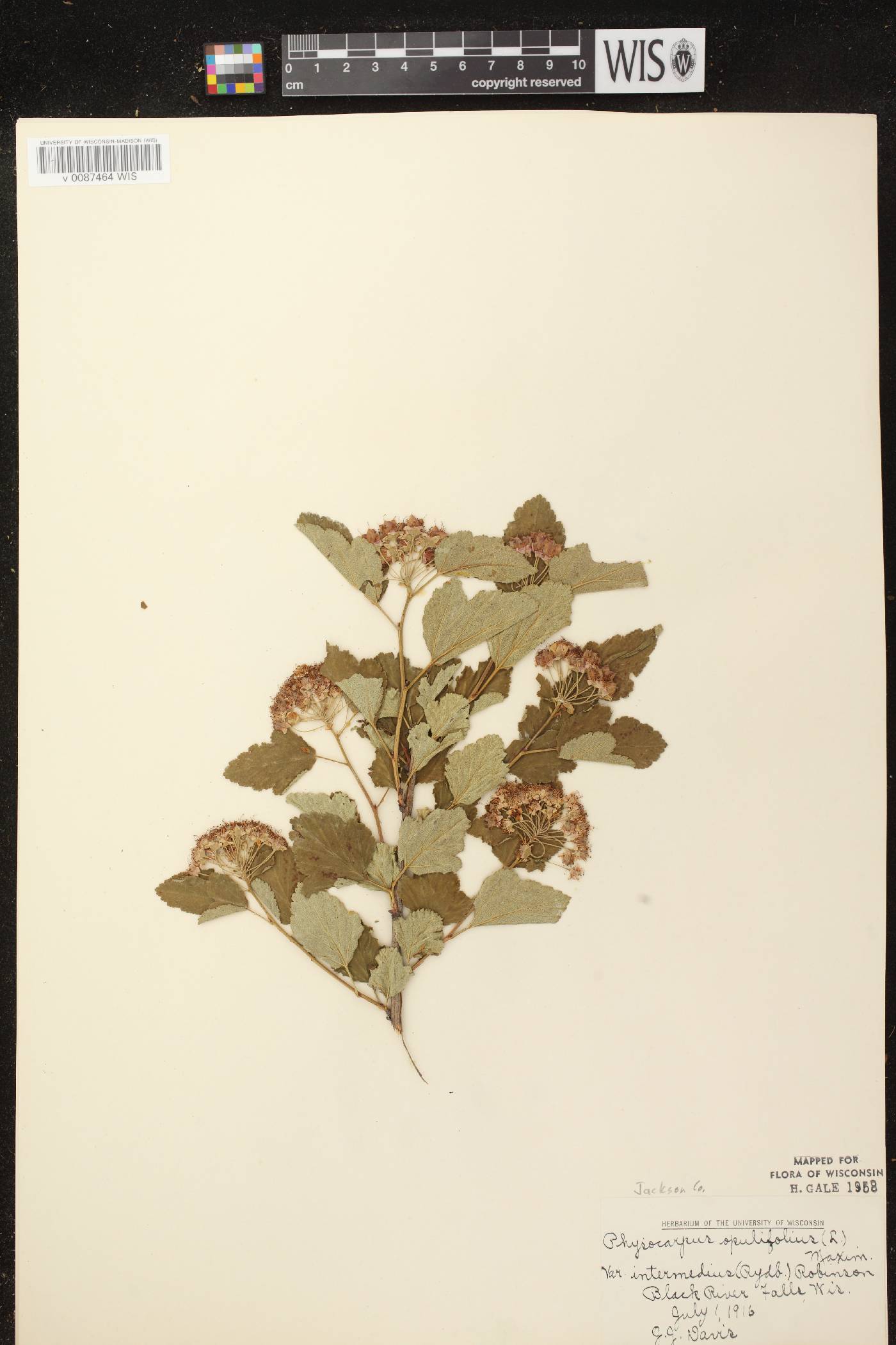 Physocarpus intermedius image