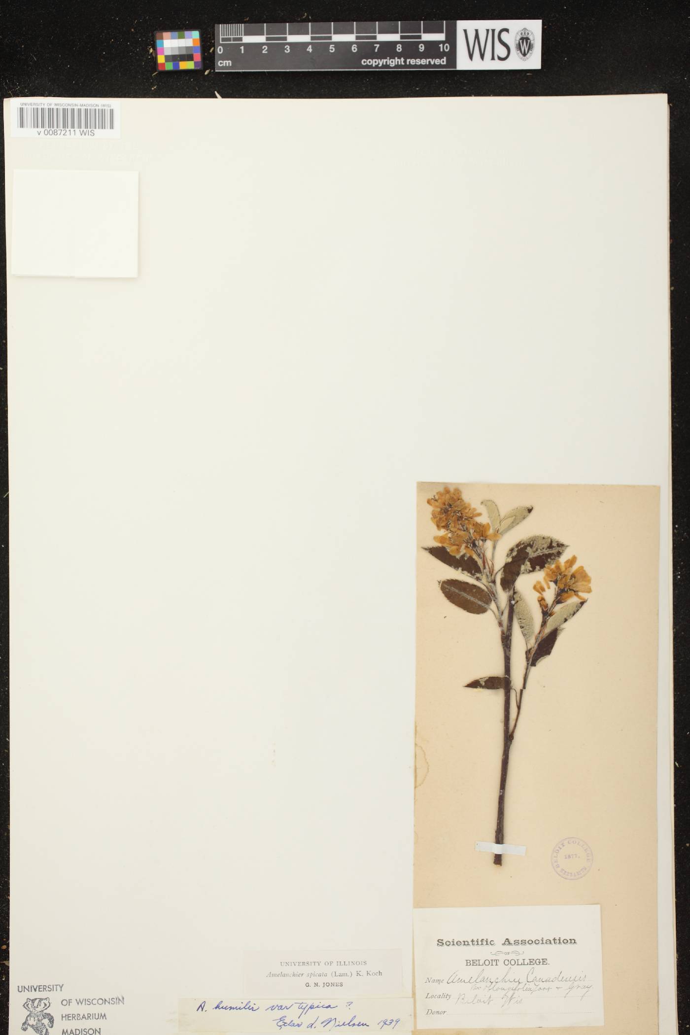 Amelanchier spicata image