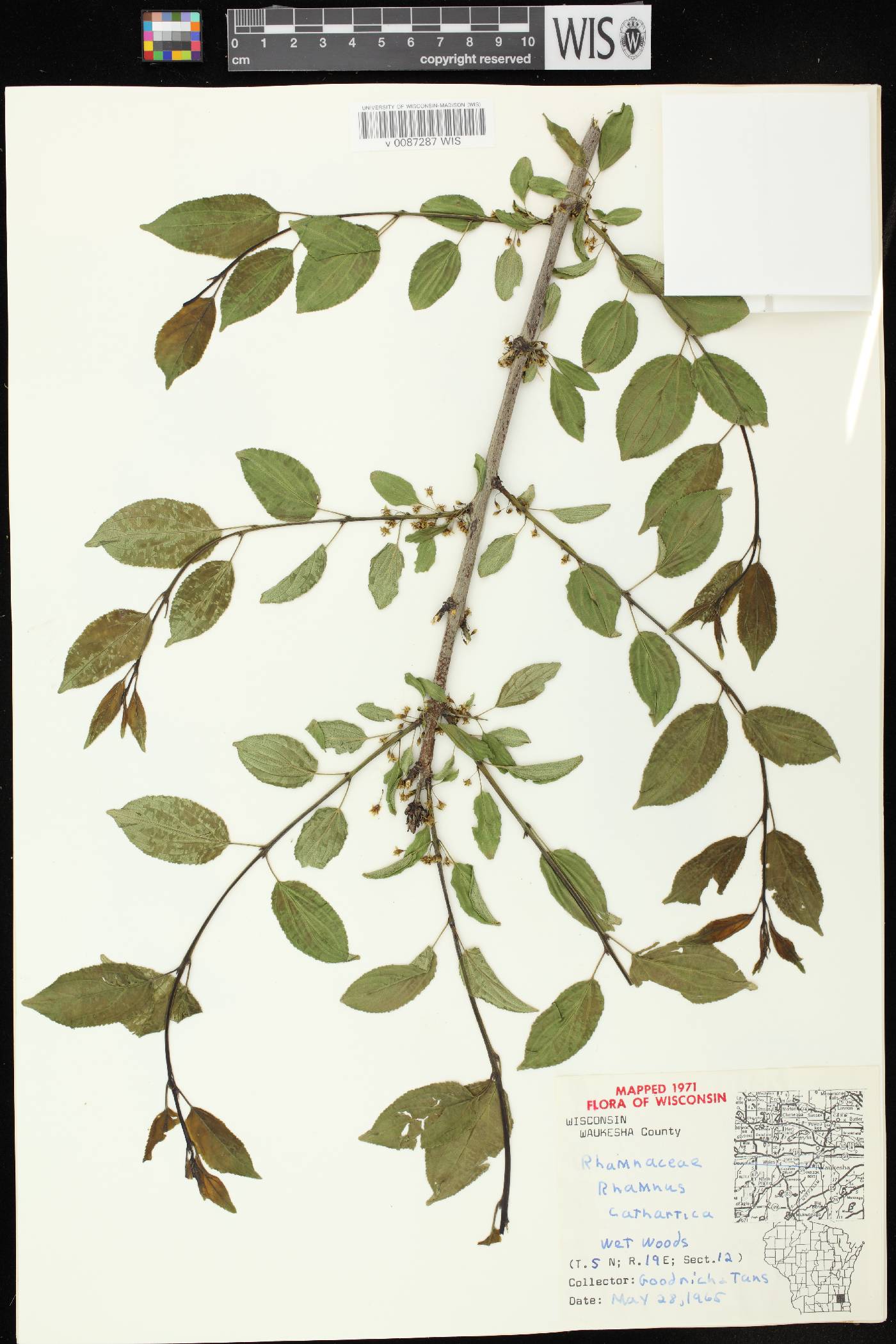 Rhamnus cathartica image