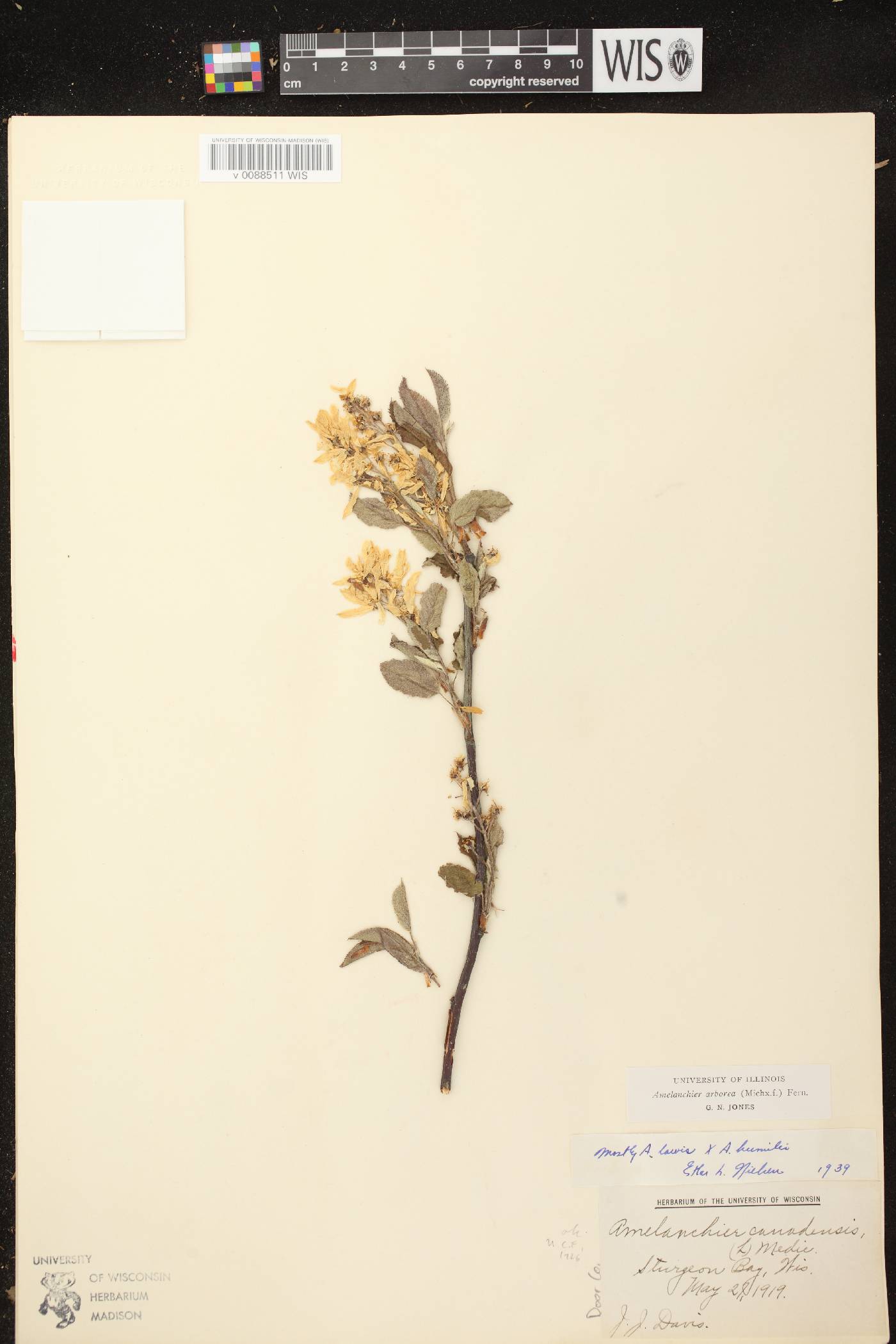 Amelanchier arborea image