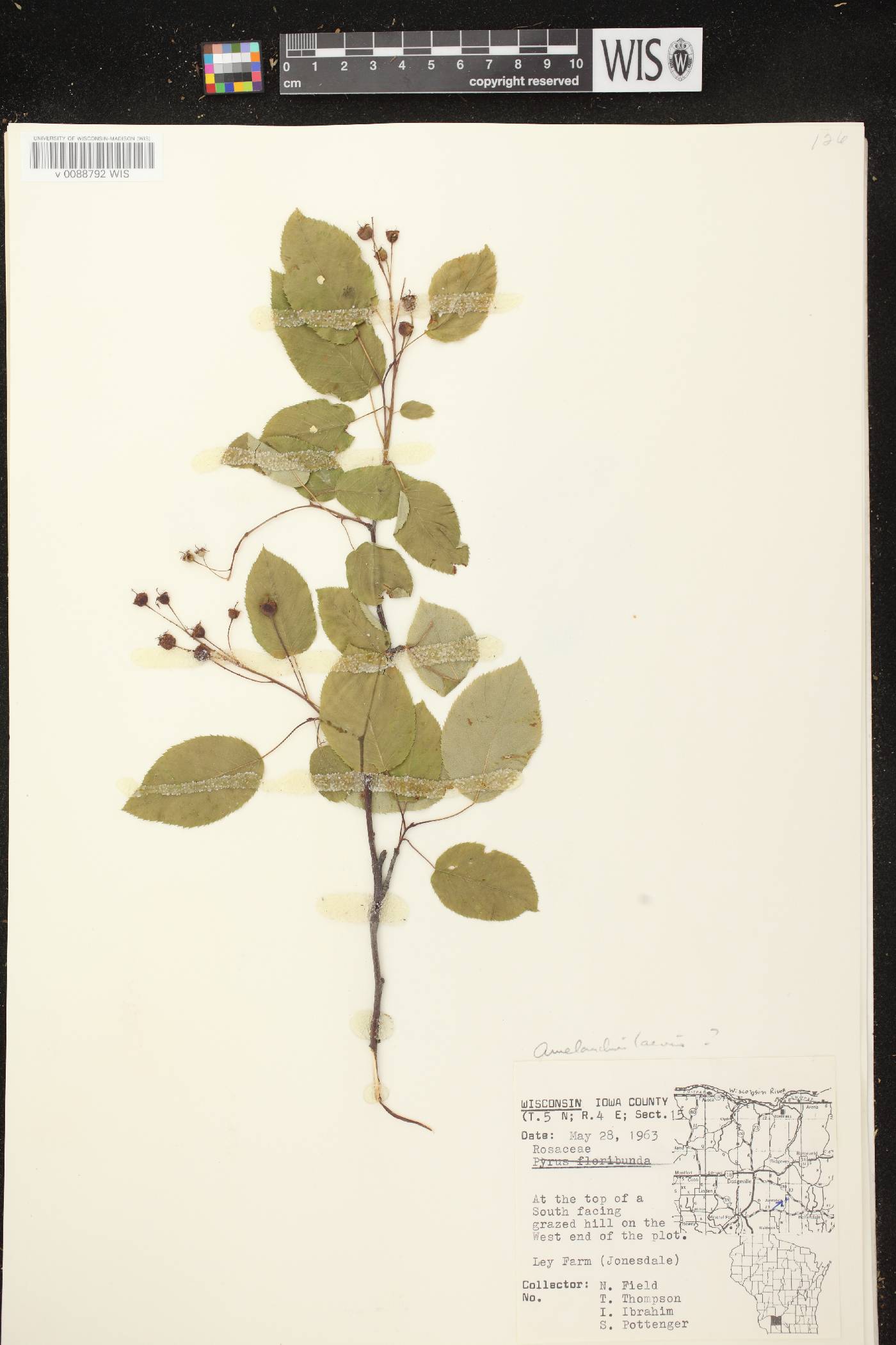Amelanchier laevis image