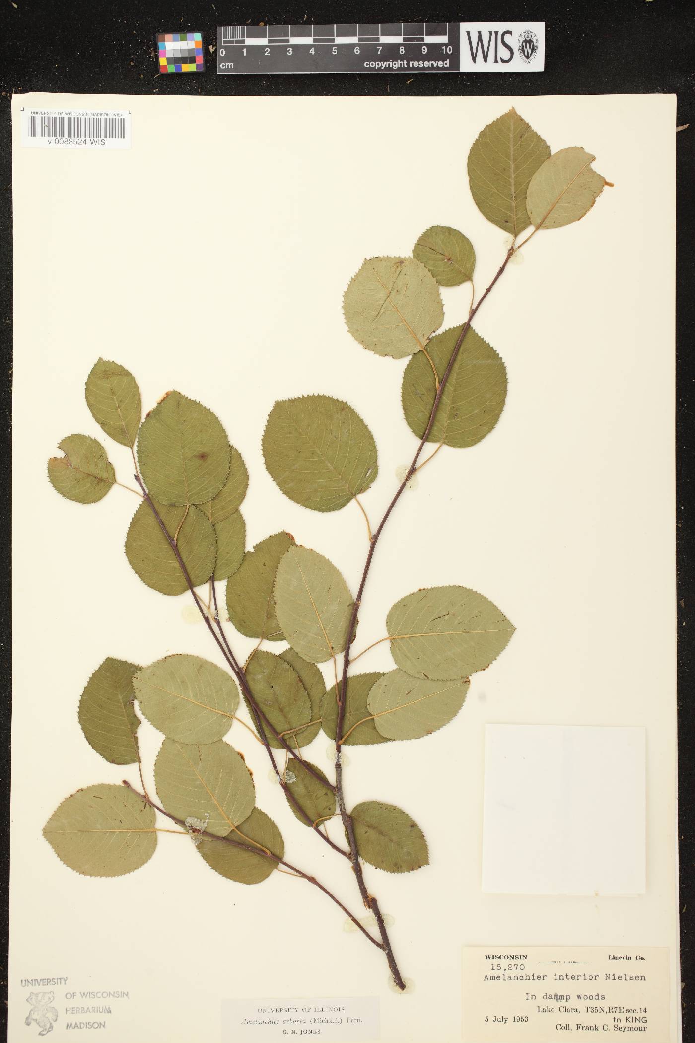 Amelanchier arborea image