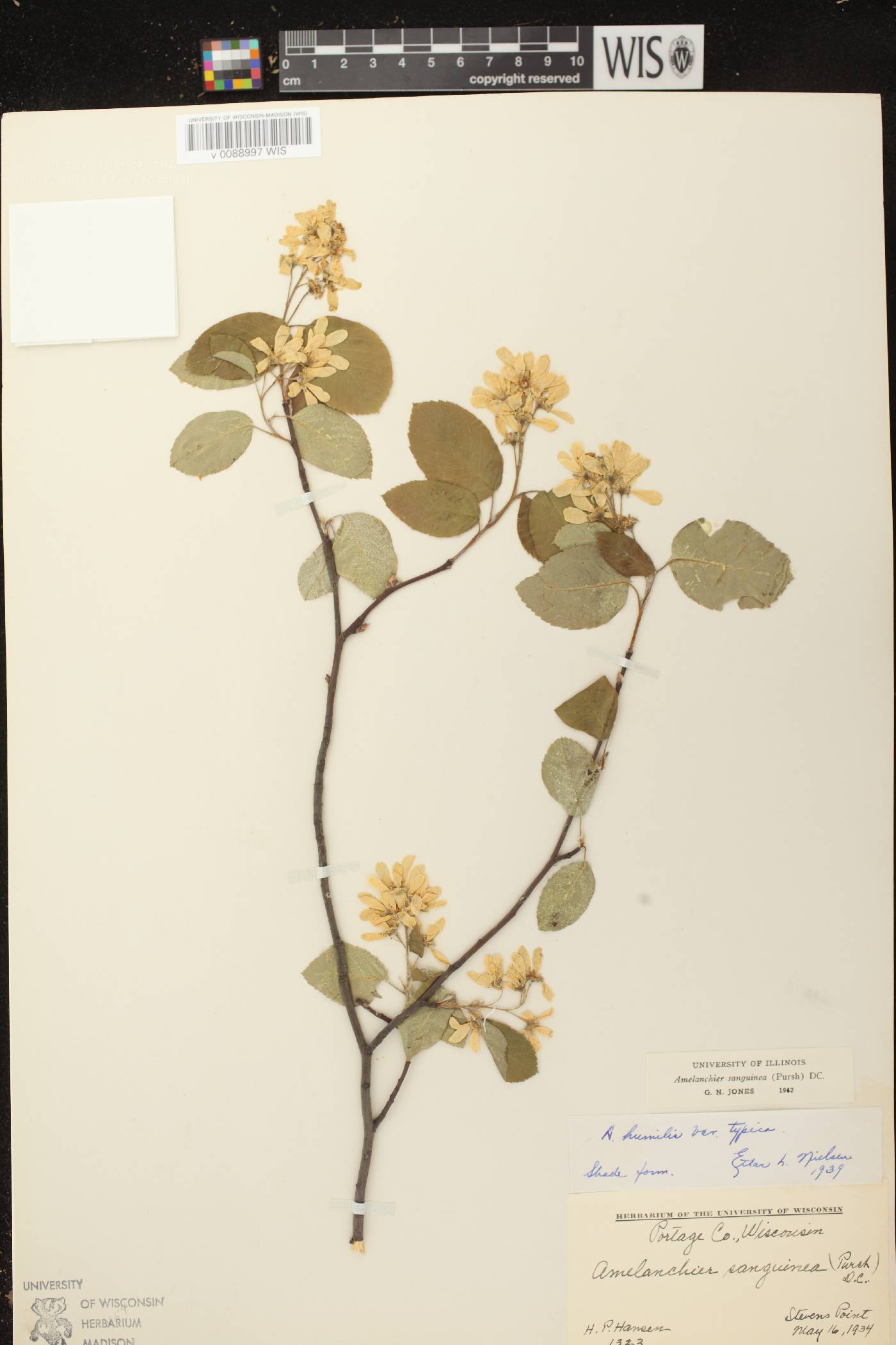 Amelanchier sanguinea image