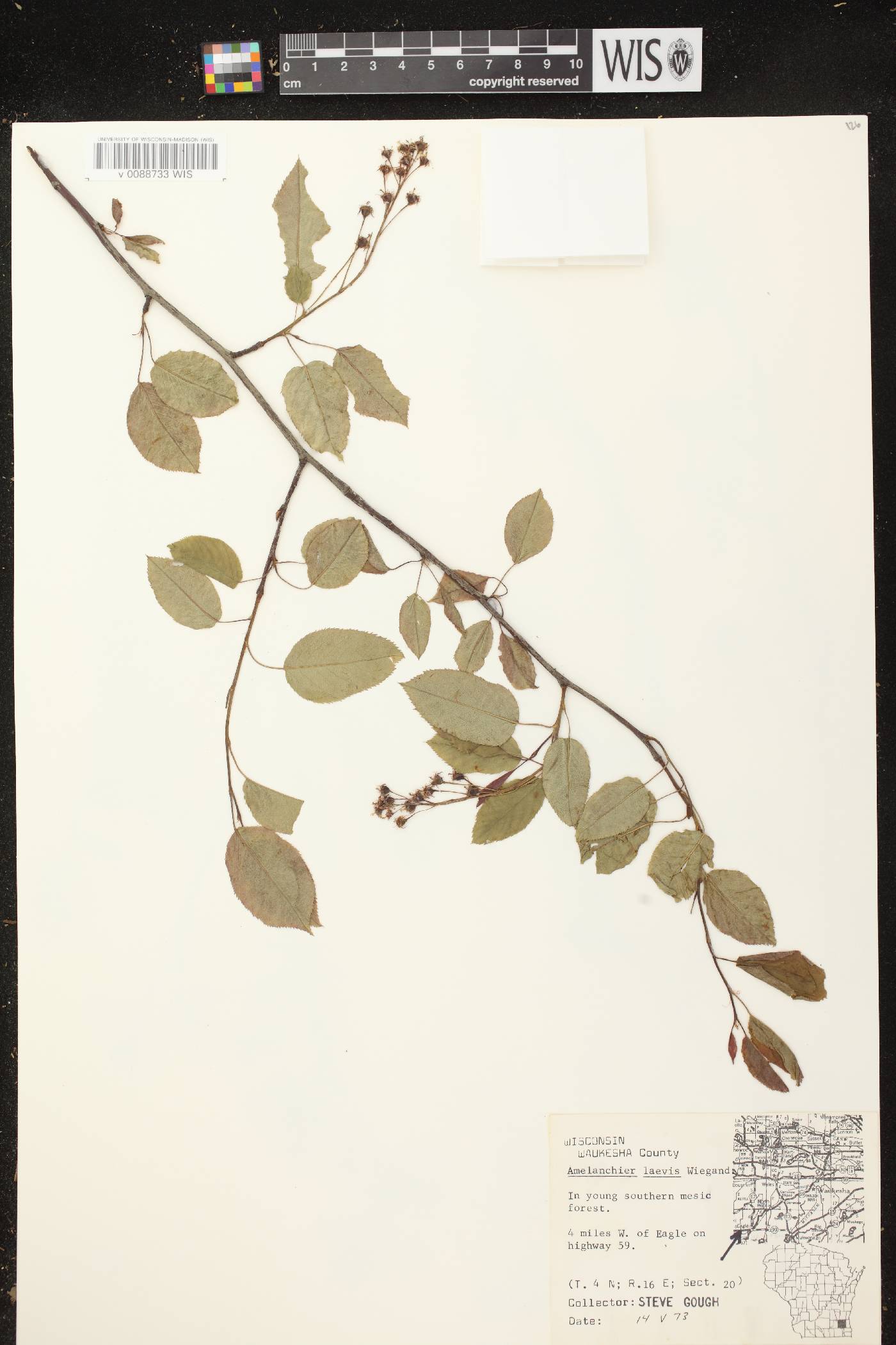 Amelanchier laevis image