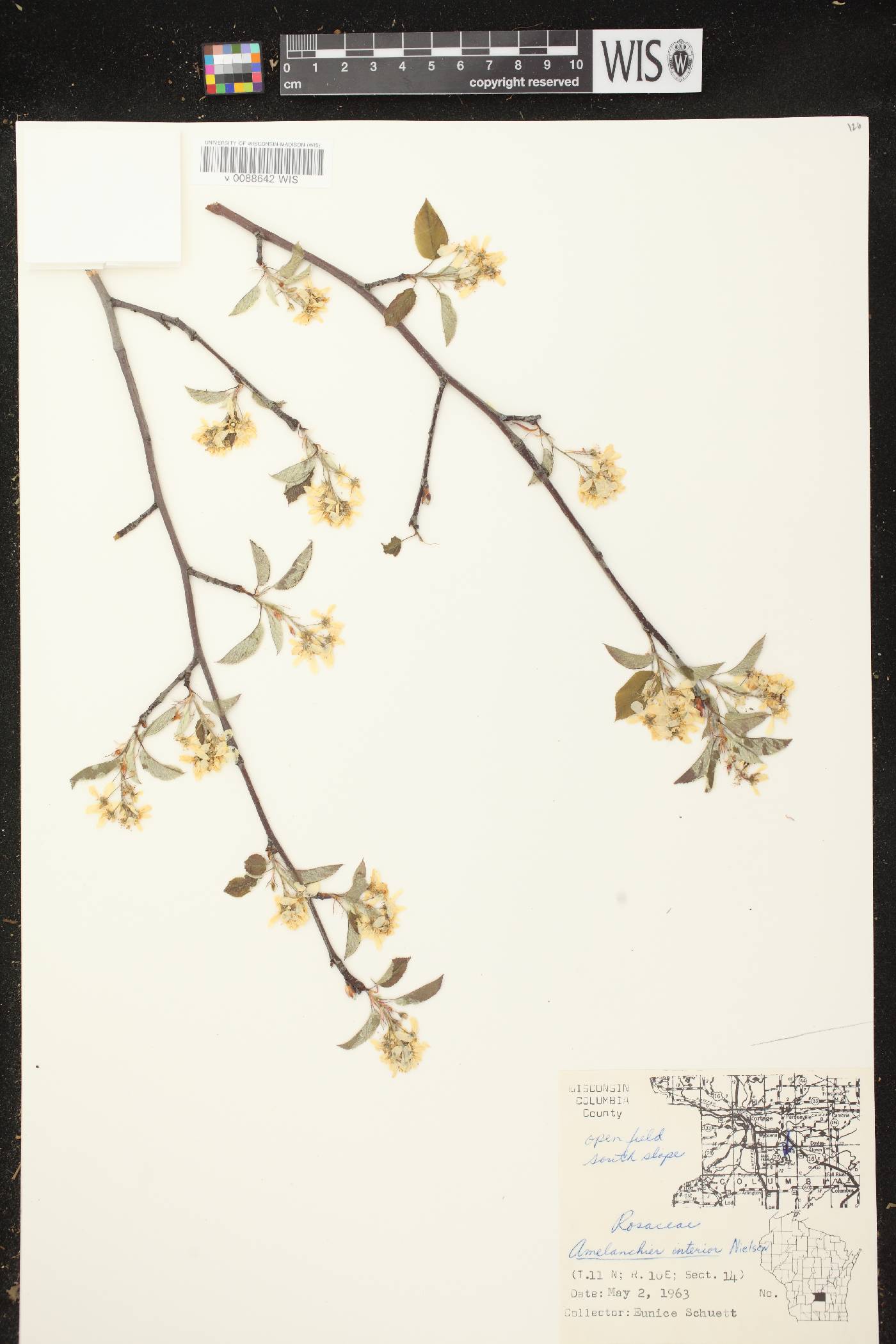 Amelanchier interior image