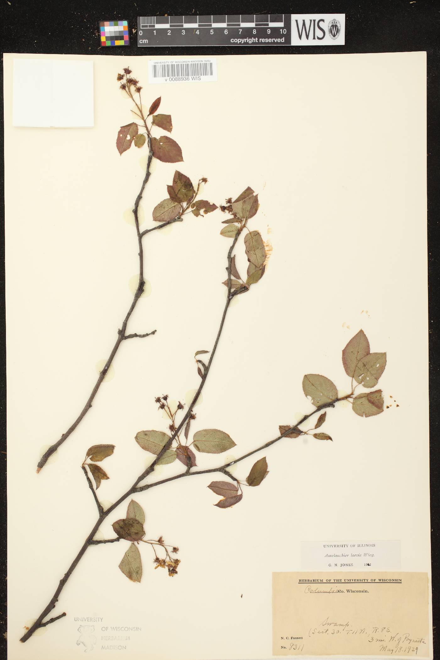 Amelanchier laevis image