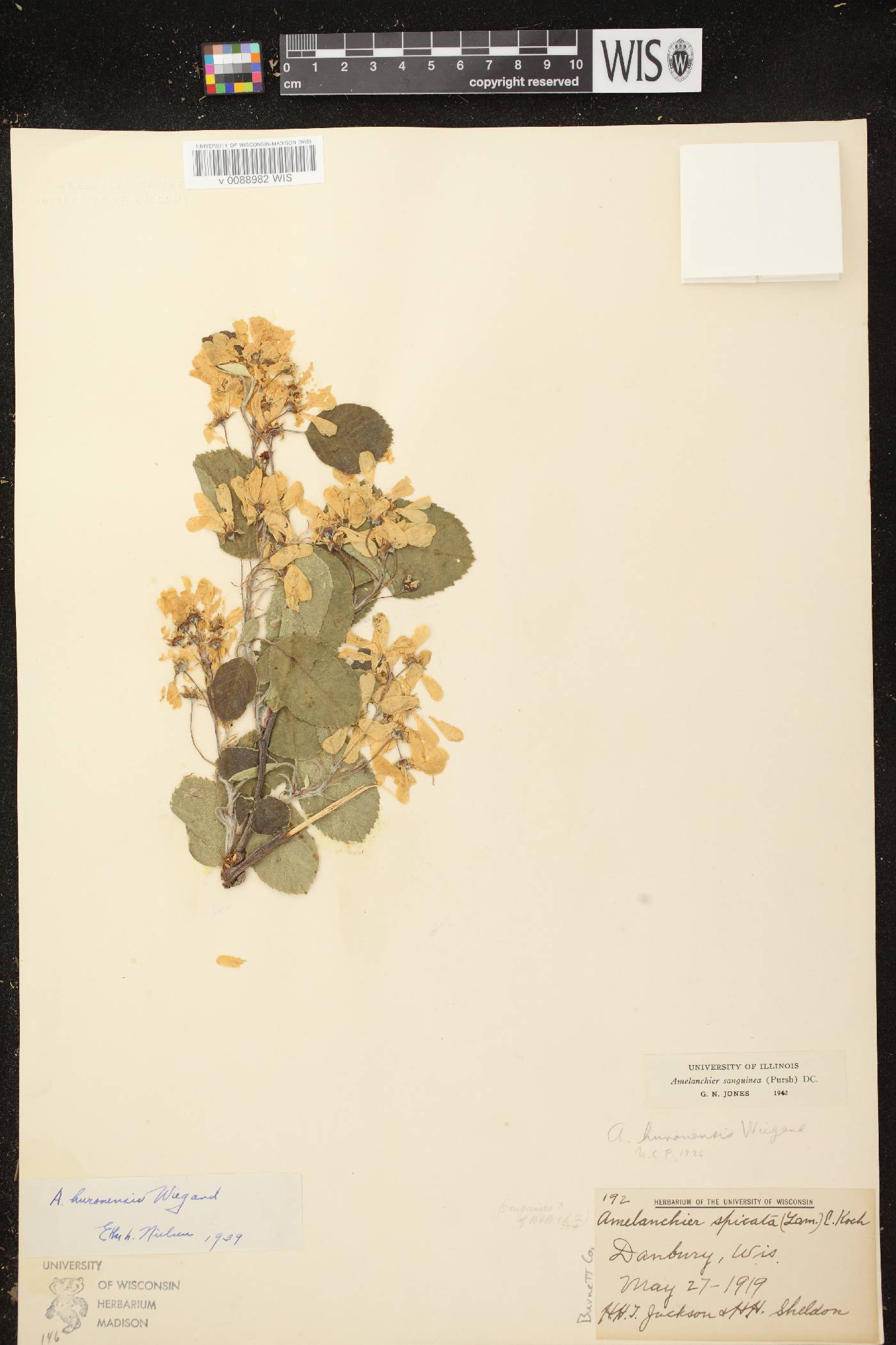Amelanchier sanguinea image