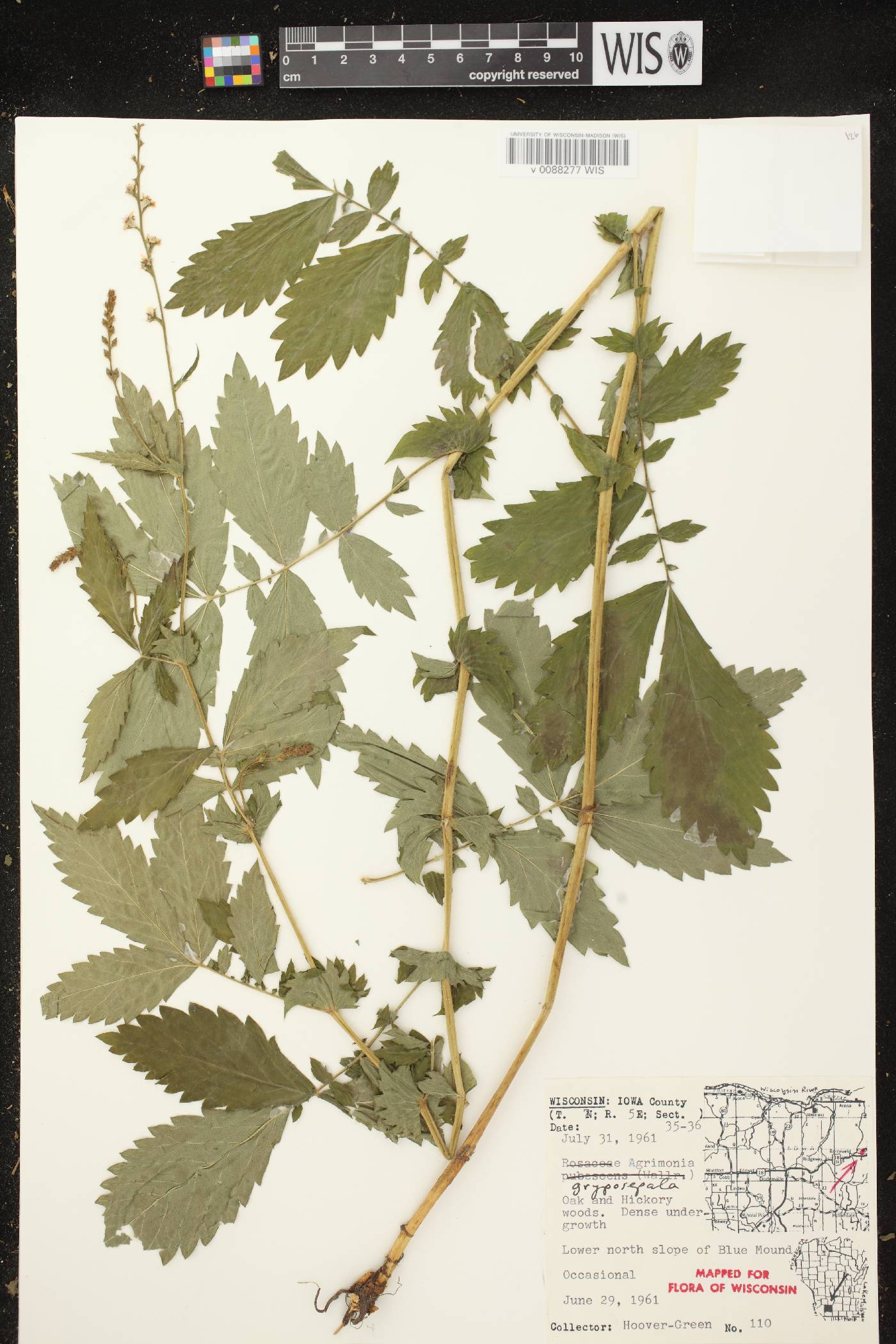 Agrimonia gryposepala image