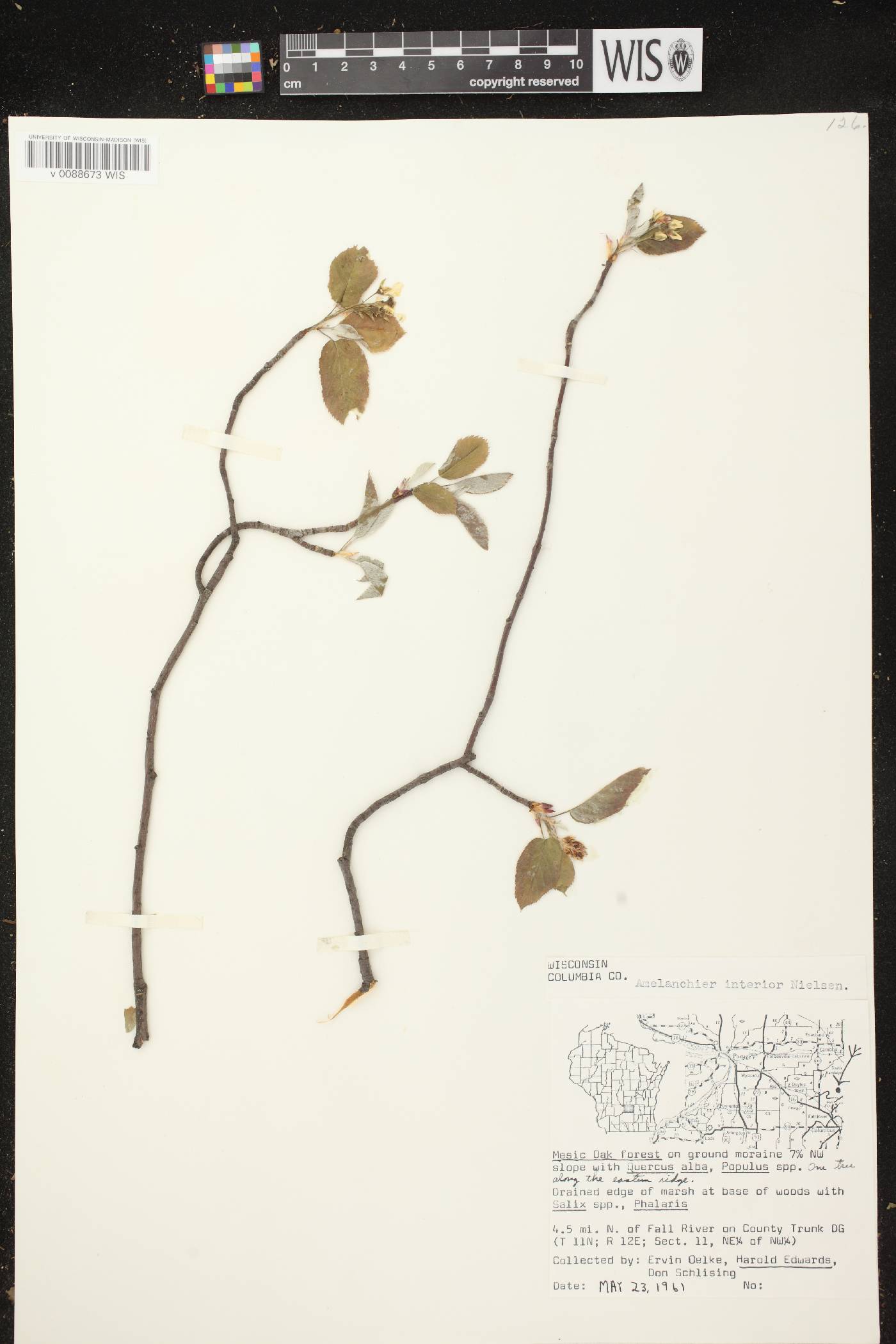 Amelanchier interior image