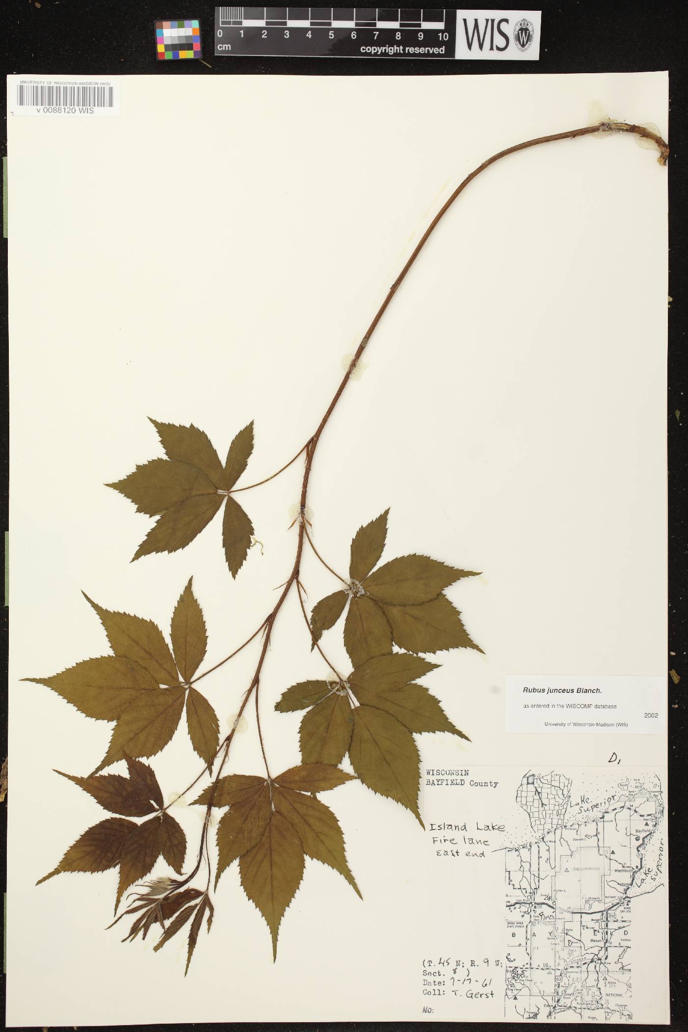 Rubus setosus image
